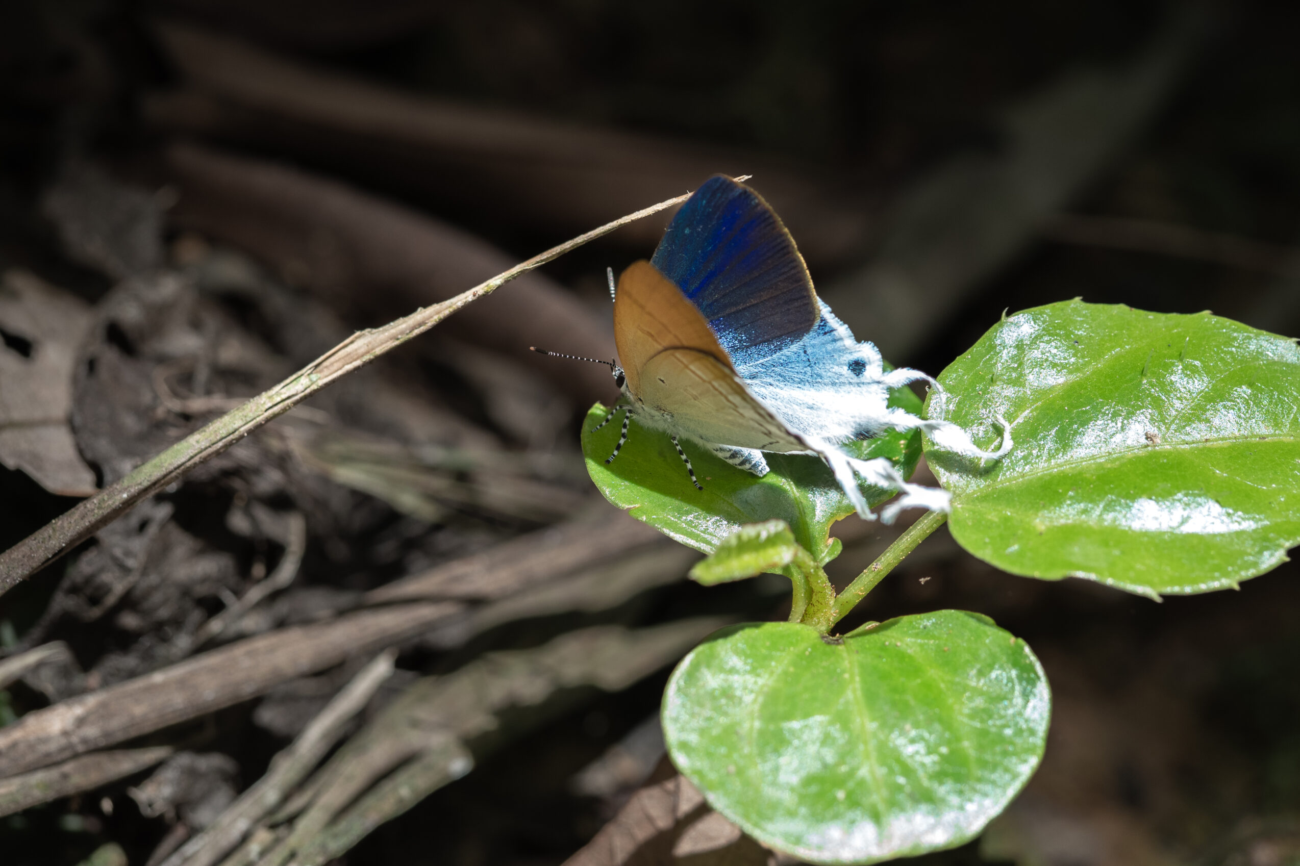 スソビキフタオルリシジミ-Hypolycaena amasa