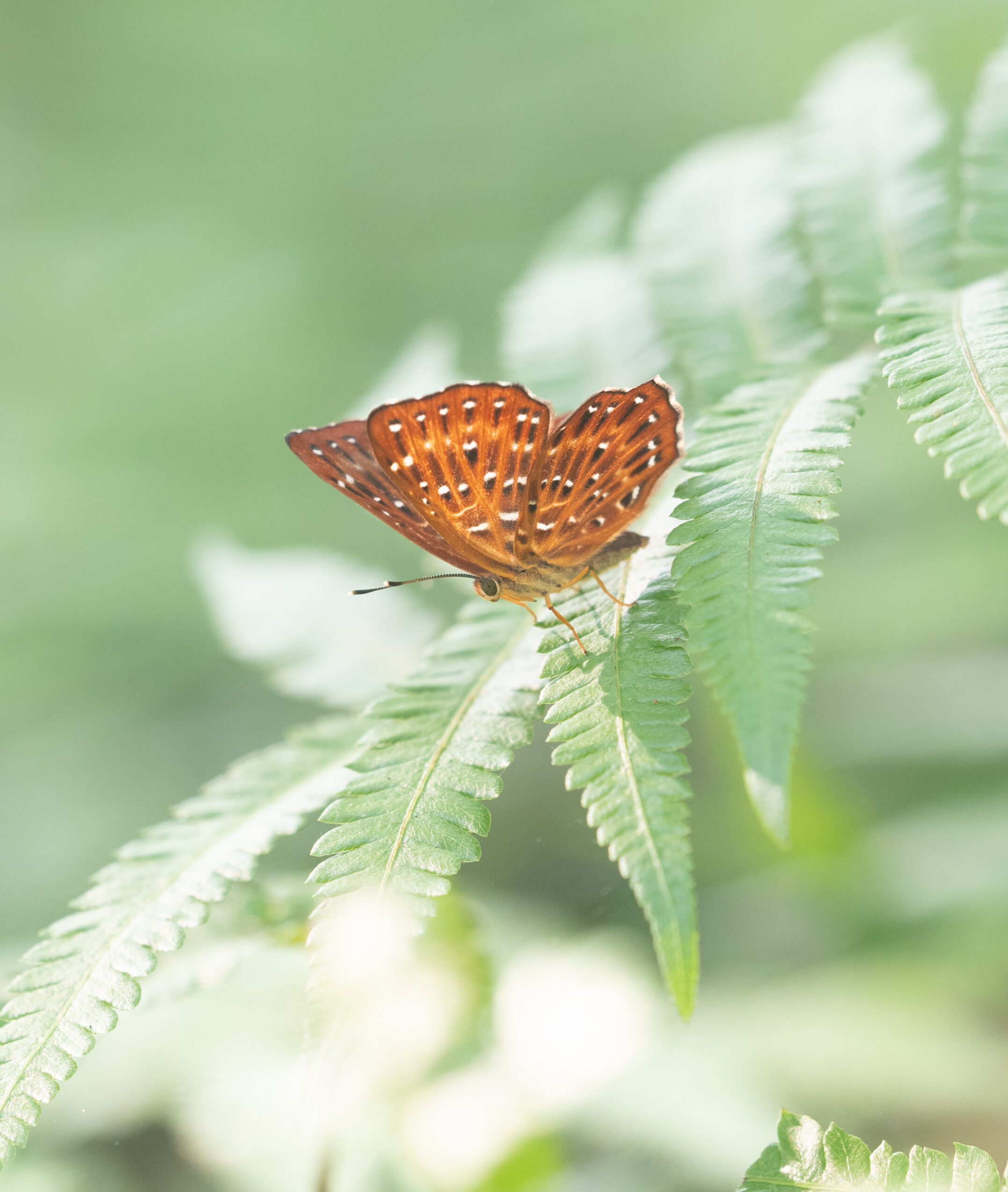 ホシシジミタテハ-Zemeros flegyas