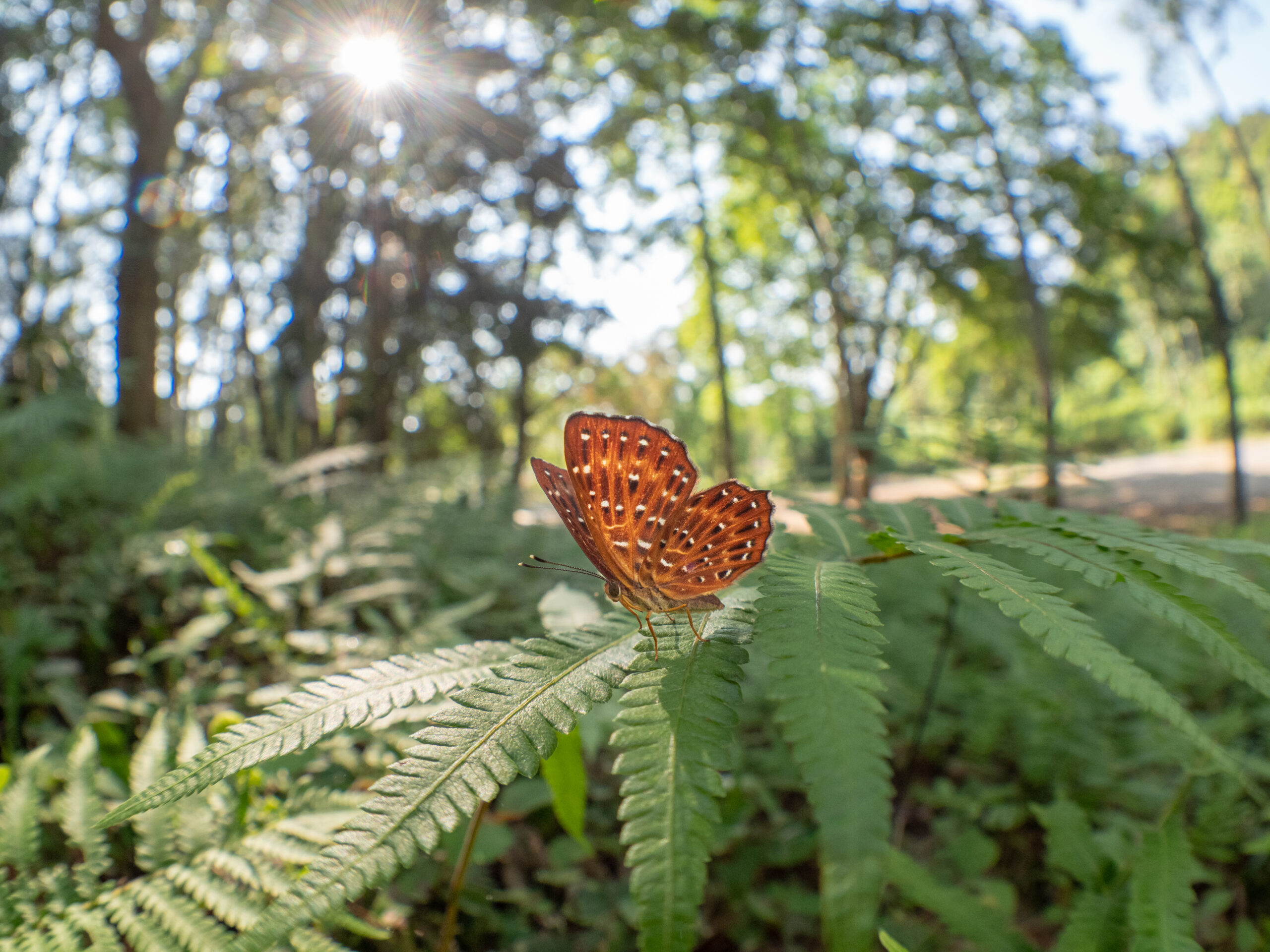 ホシシジミタテハ-Zemeros flegyas