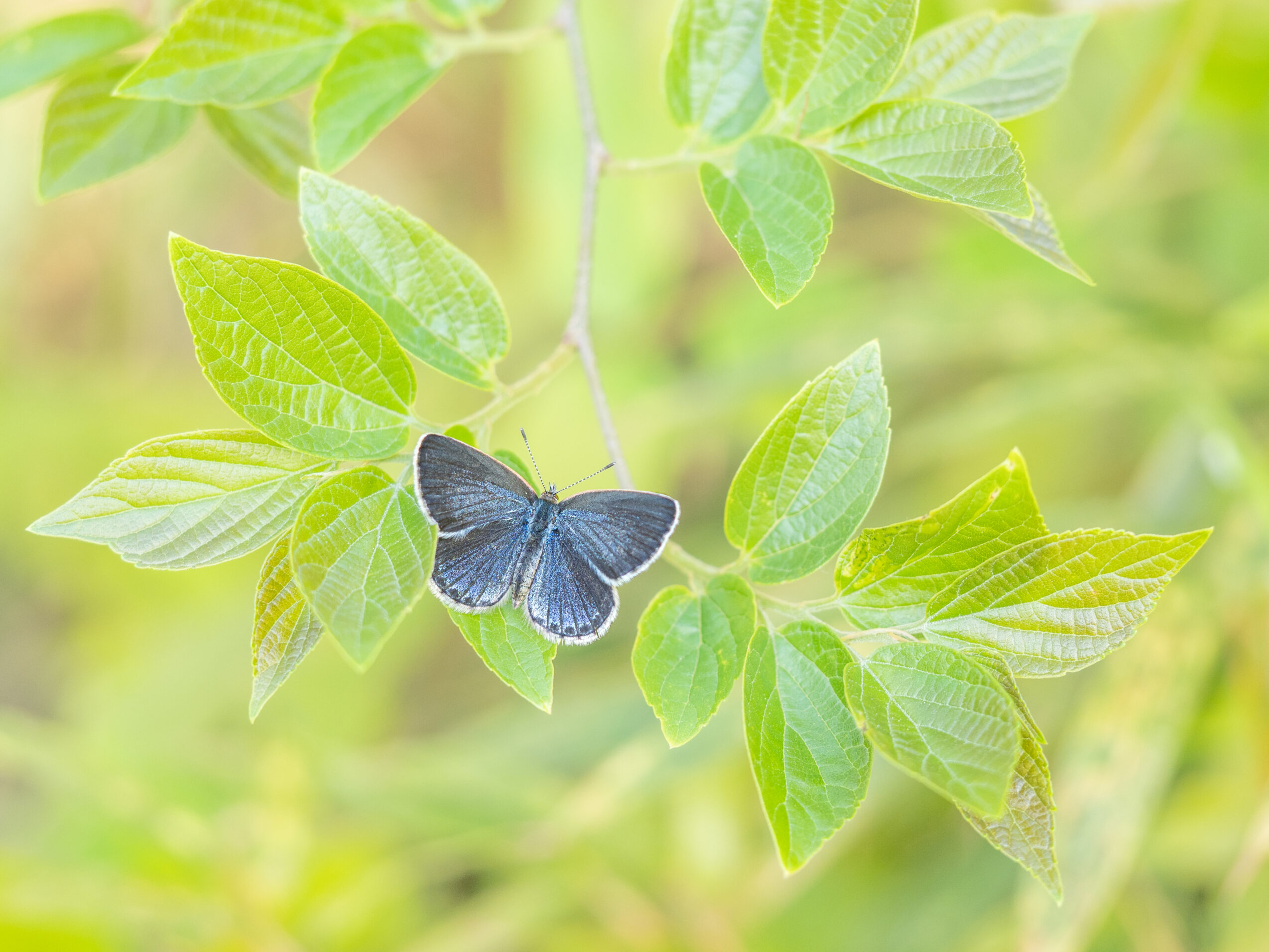 ヤマトシジミーZizeeria maha