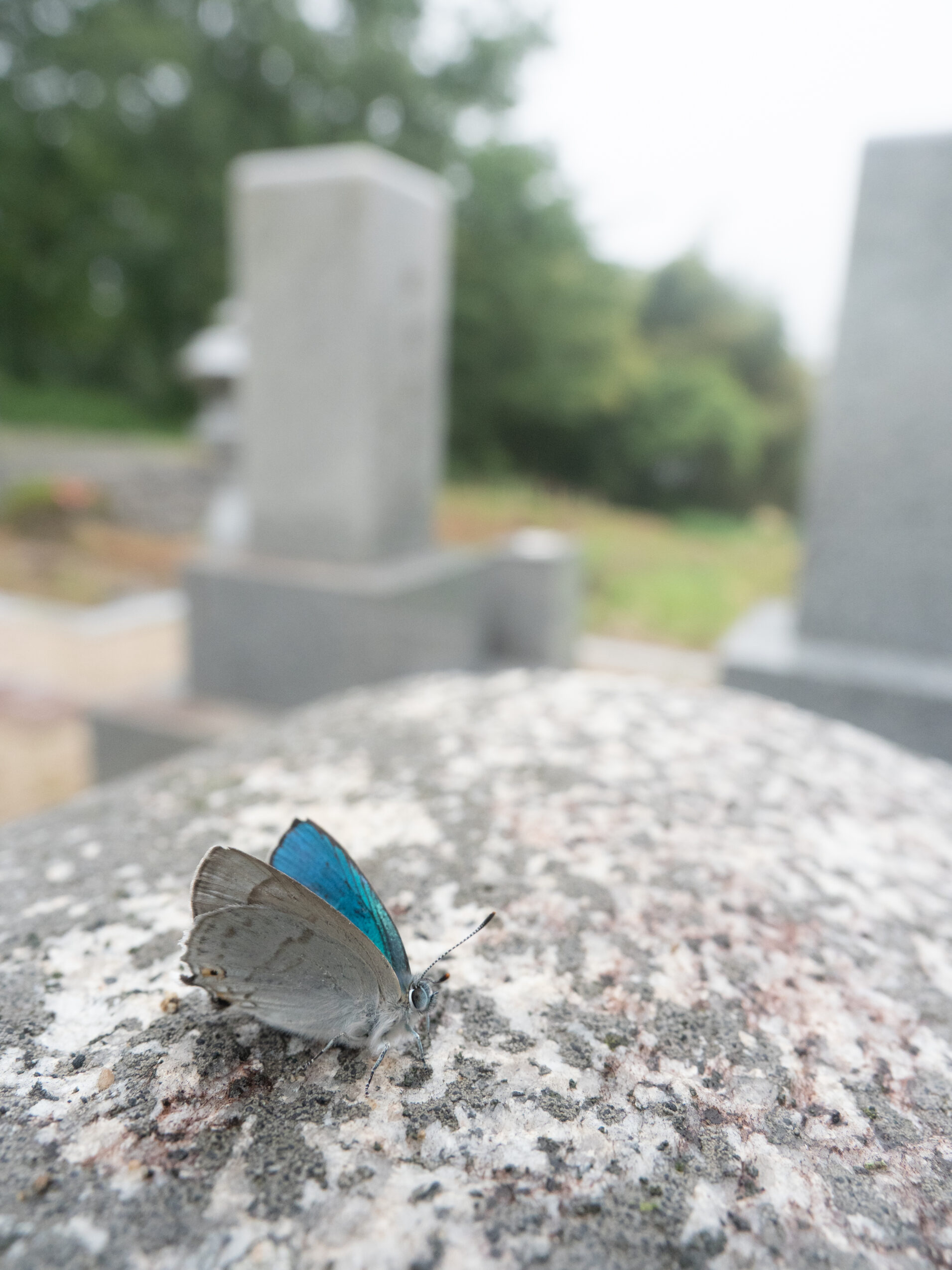 ウラジロミドリシジミ-Favonius saphirinus