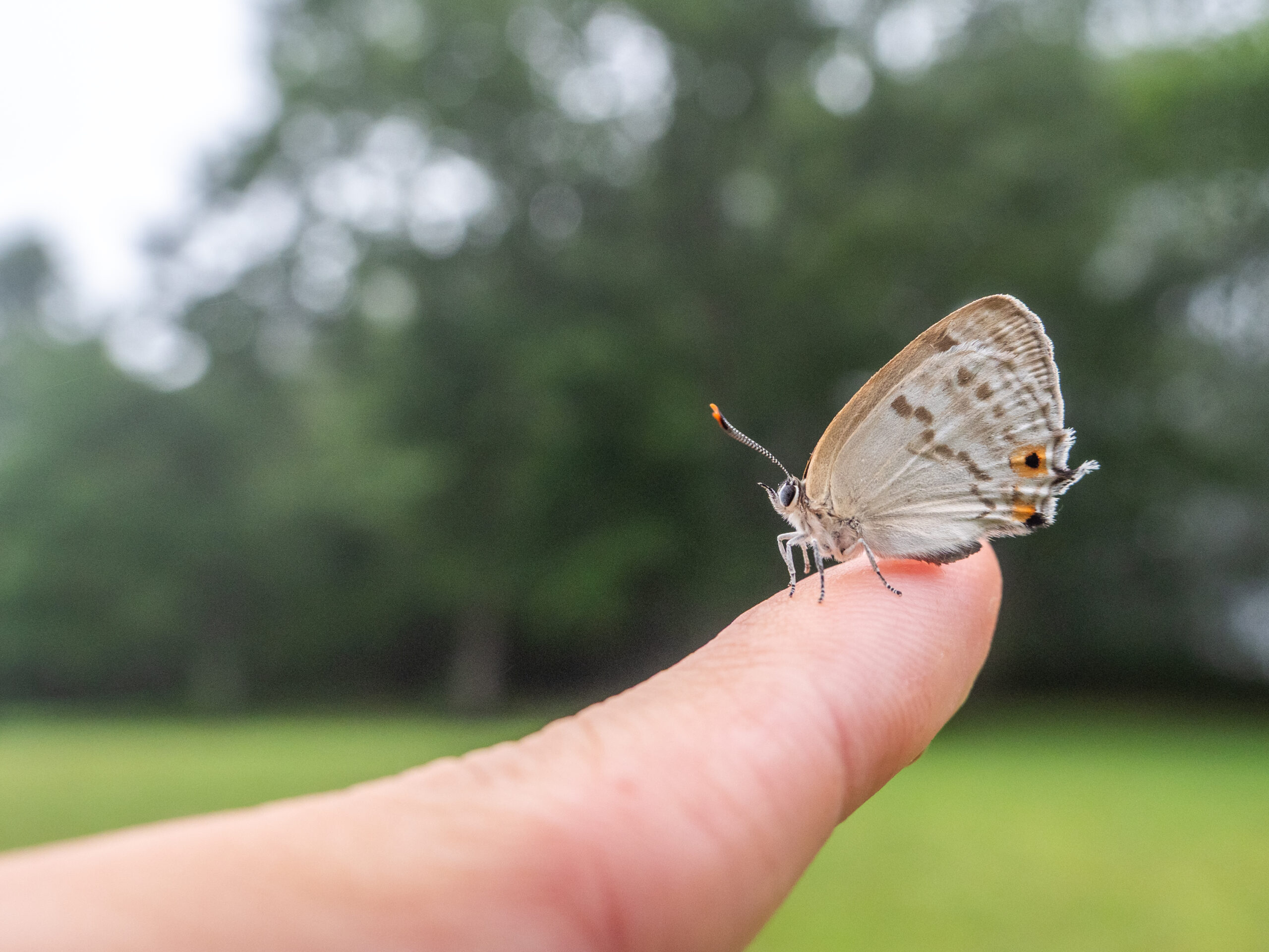 ウラジロミドリシジミ-Favonius saphirinus