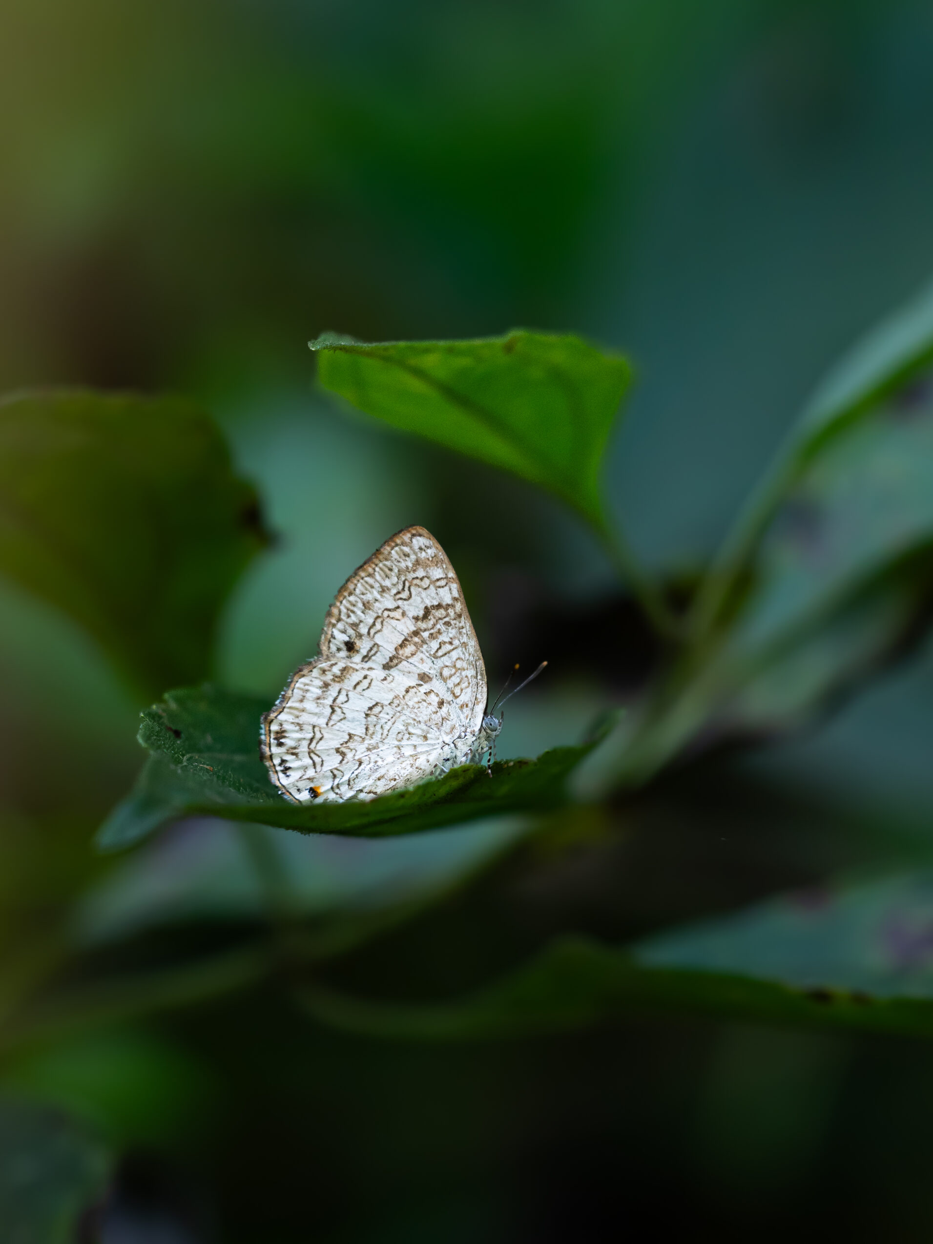 エリキノイデスキララシジミ-Poritia erycinoides