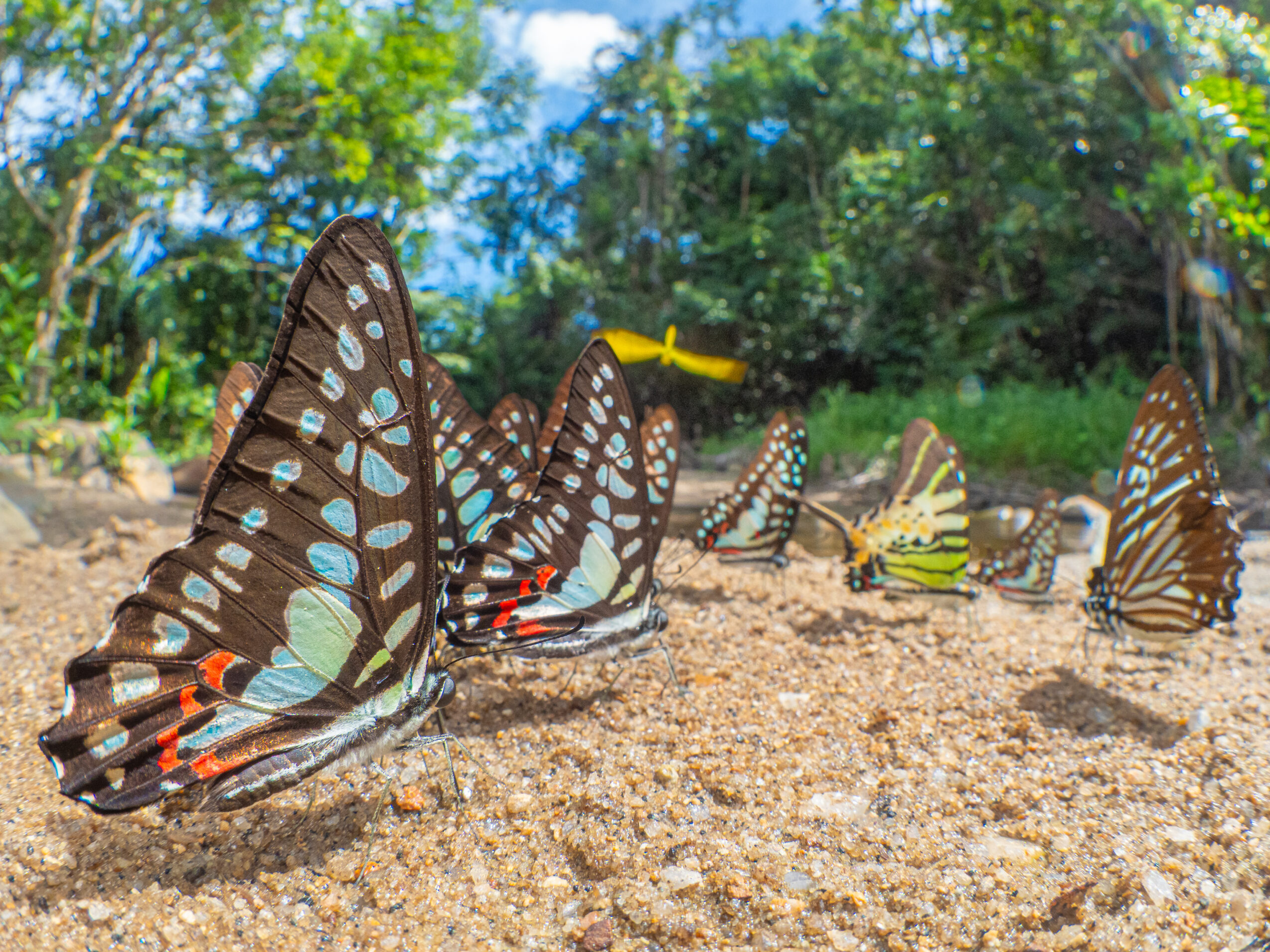 エベモンタイマイ-Graphium evemon