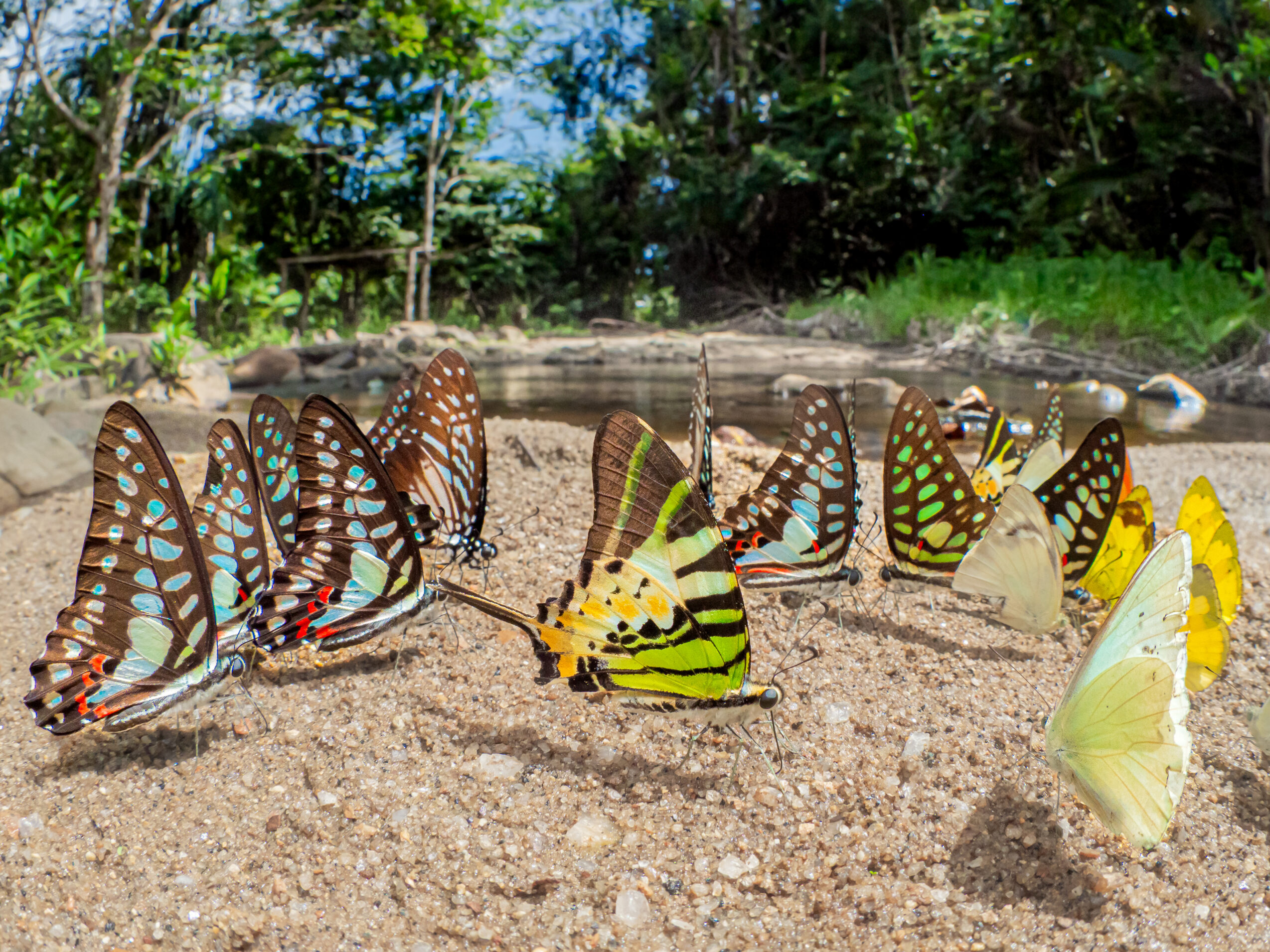 エベモンタイマイ-Graphium evemon