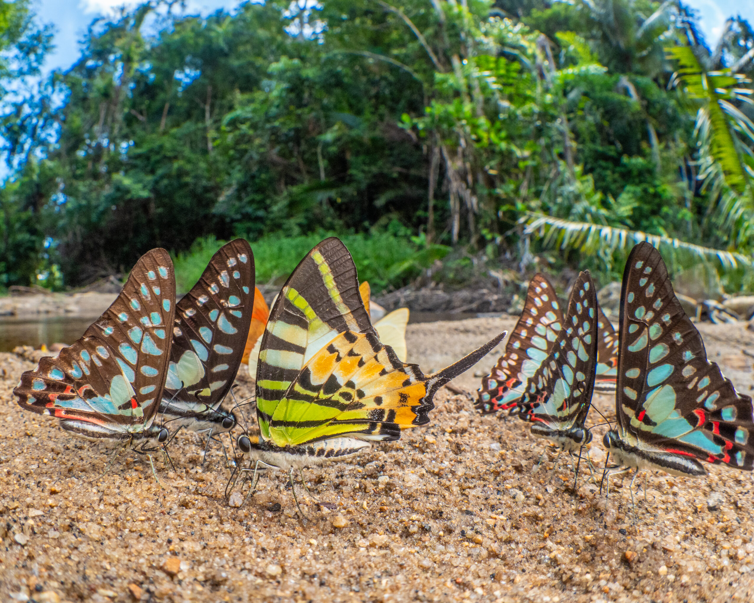 エベモンタイマイ-Graphium evemon