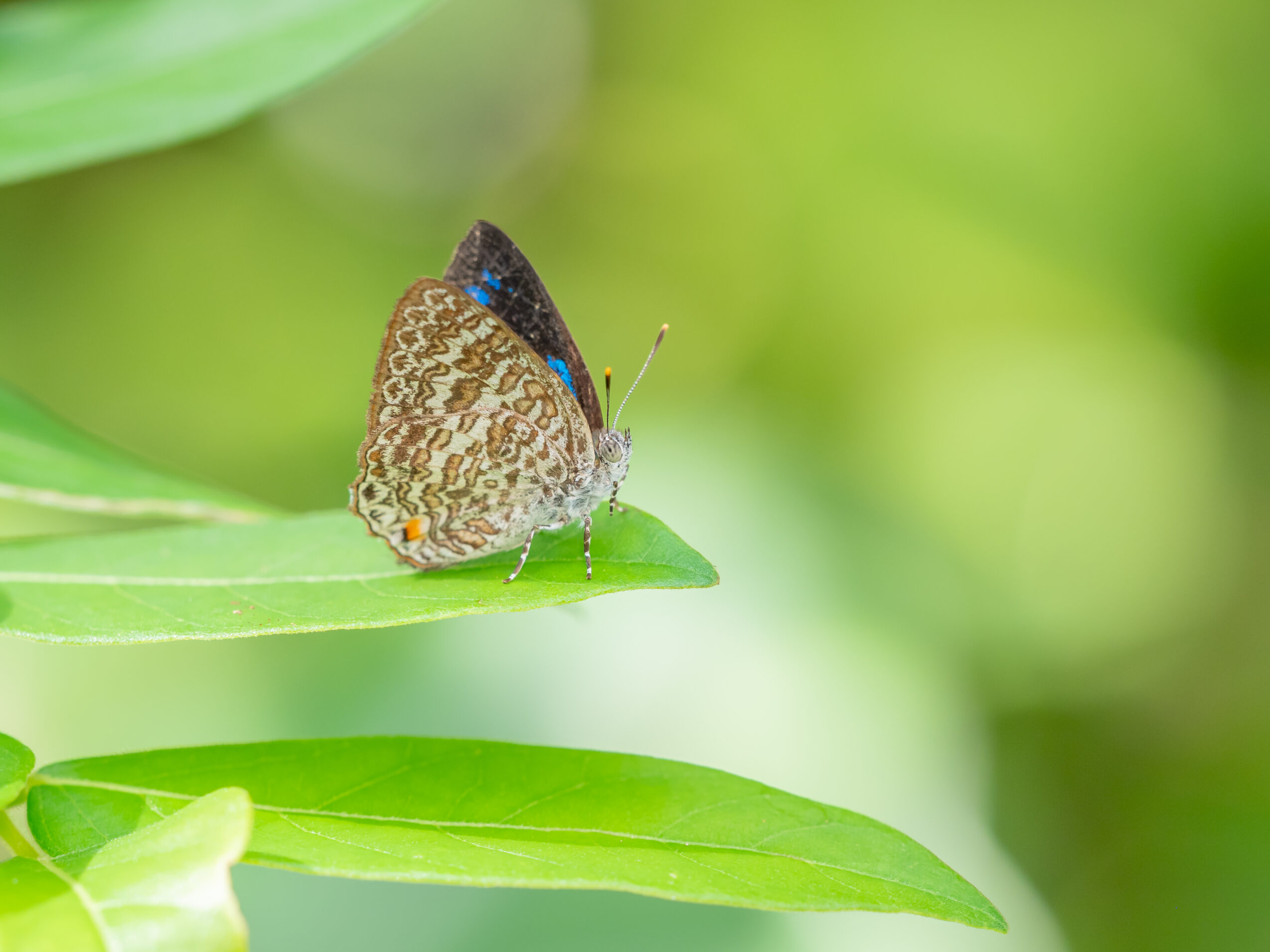 エリキノイデスキララシジミ-Poritia erycinoides