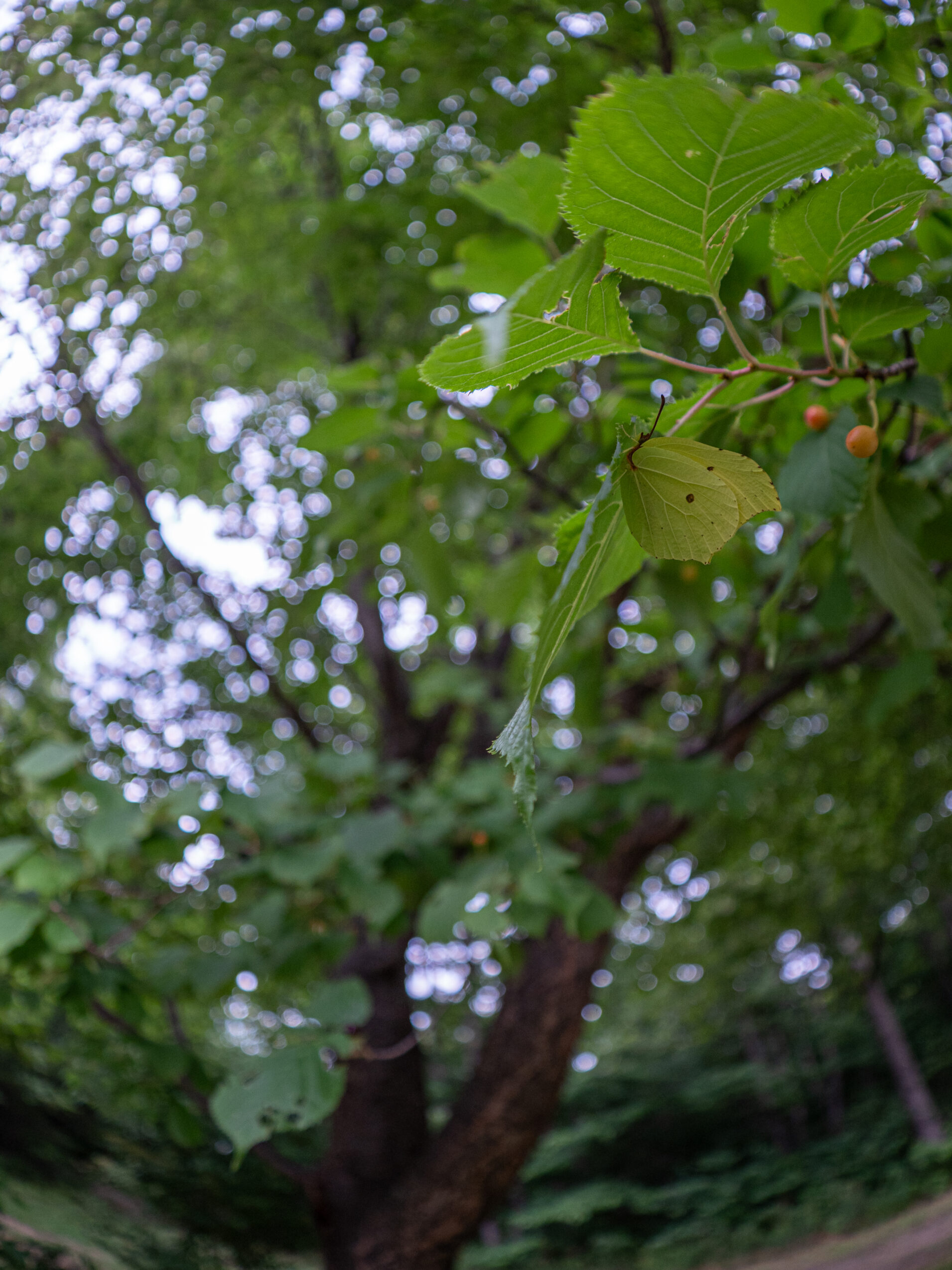スジボソヤマキチョウ-gonepteryx-aspasia