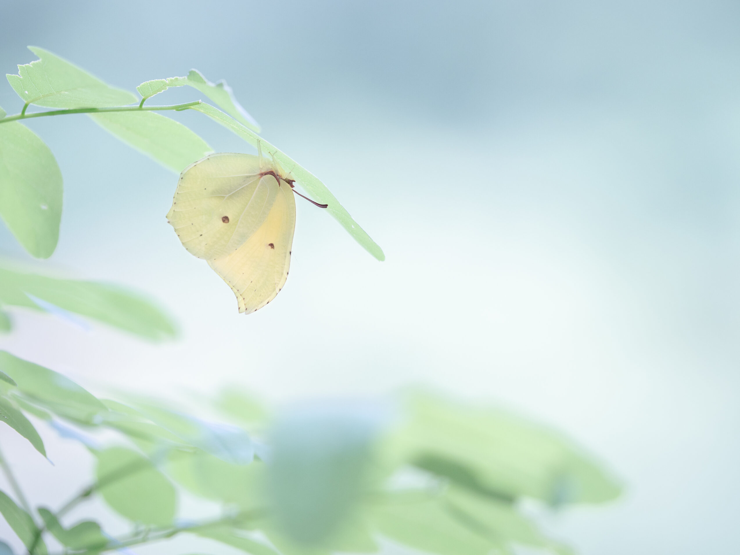 スジボソヤマキチョウ-gonepteryx-aspasia