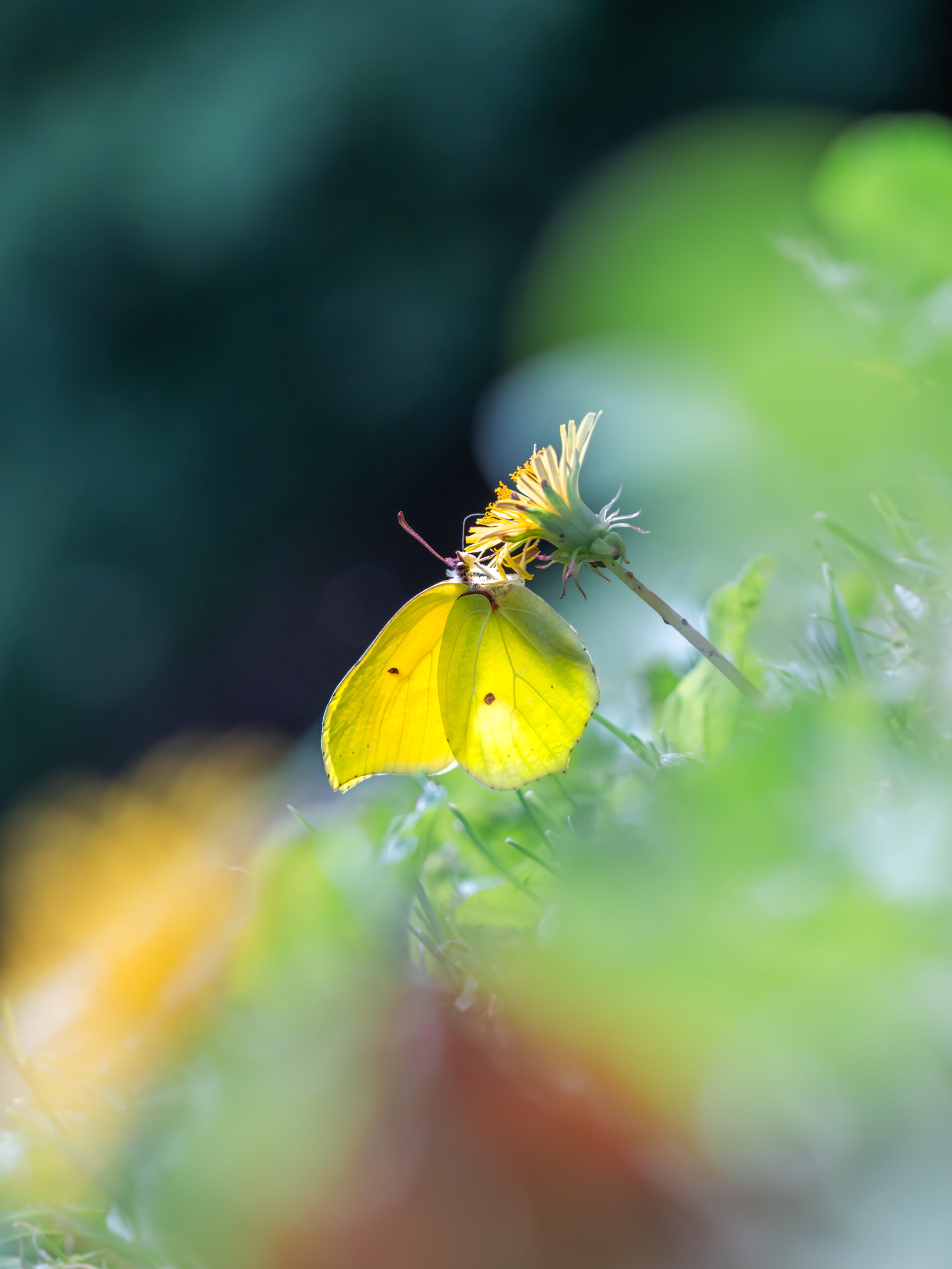 スジボソヤマキチョウ-gonepteryx-aspasia