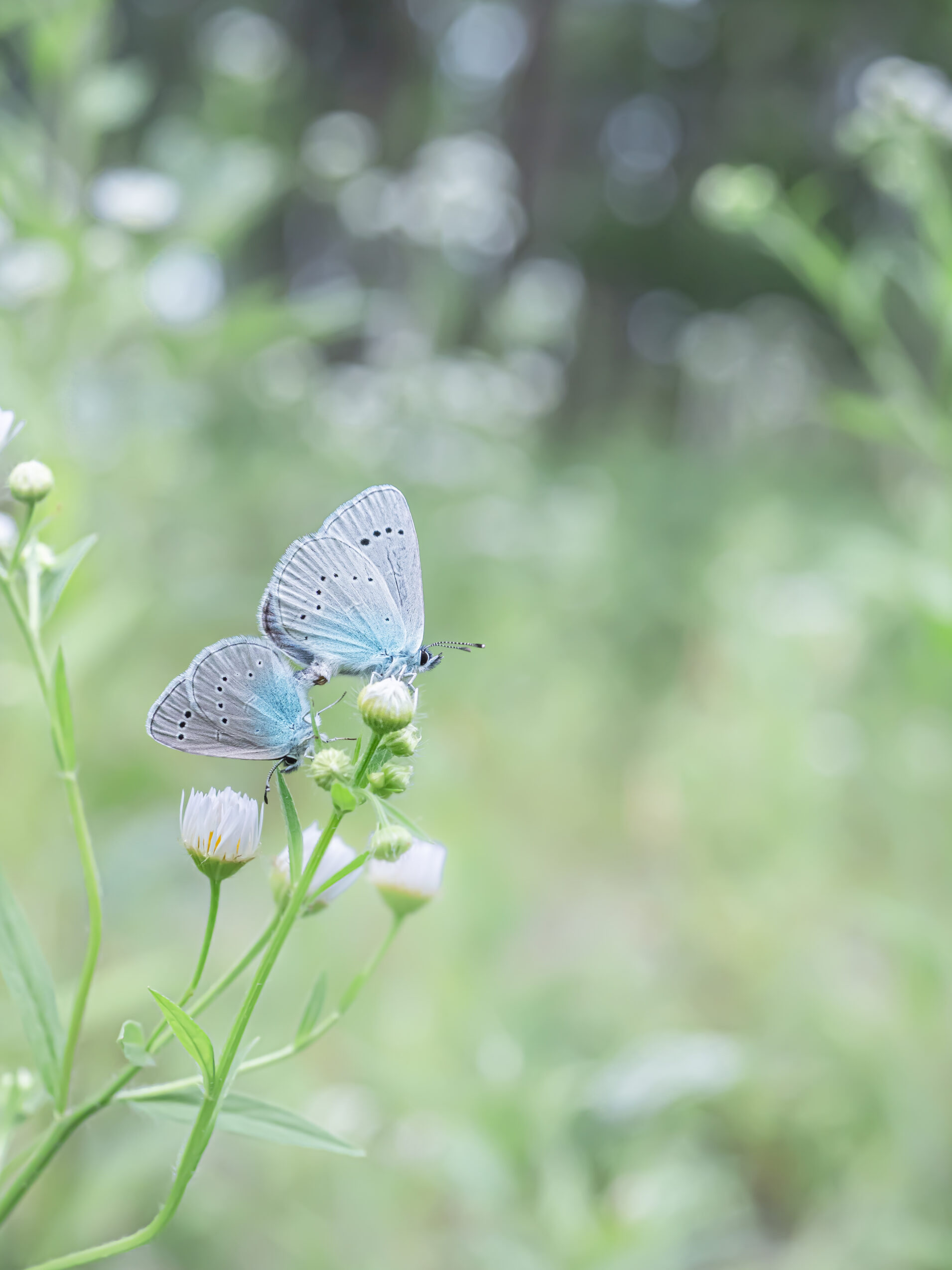 カバイロシジミ-glaucopsyche-lycormas/交尾