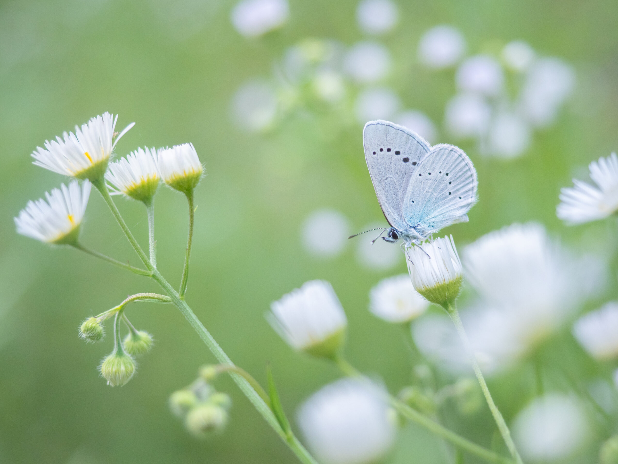 カバイロシジミ-glaucopsyche-lycormas