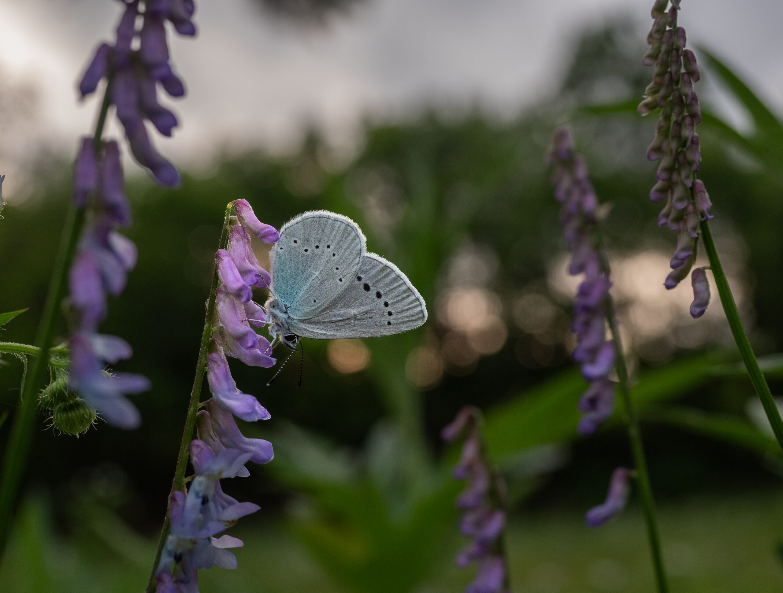 カバイロシジミ-glaucopsyche-lycormas