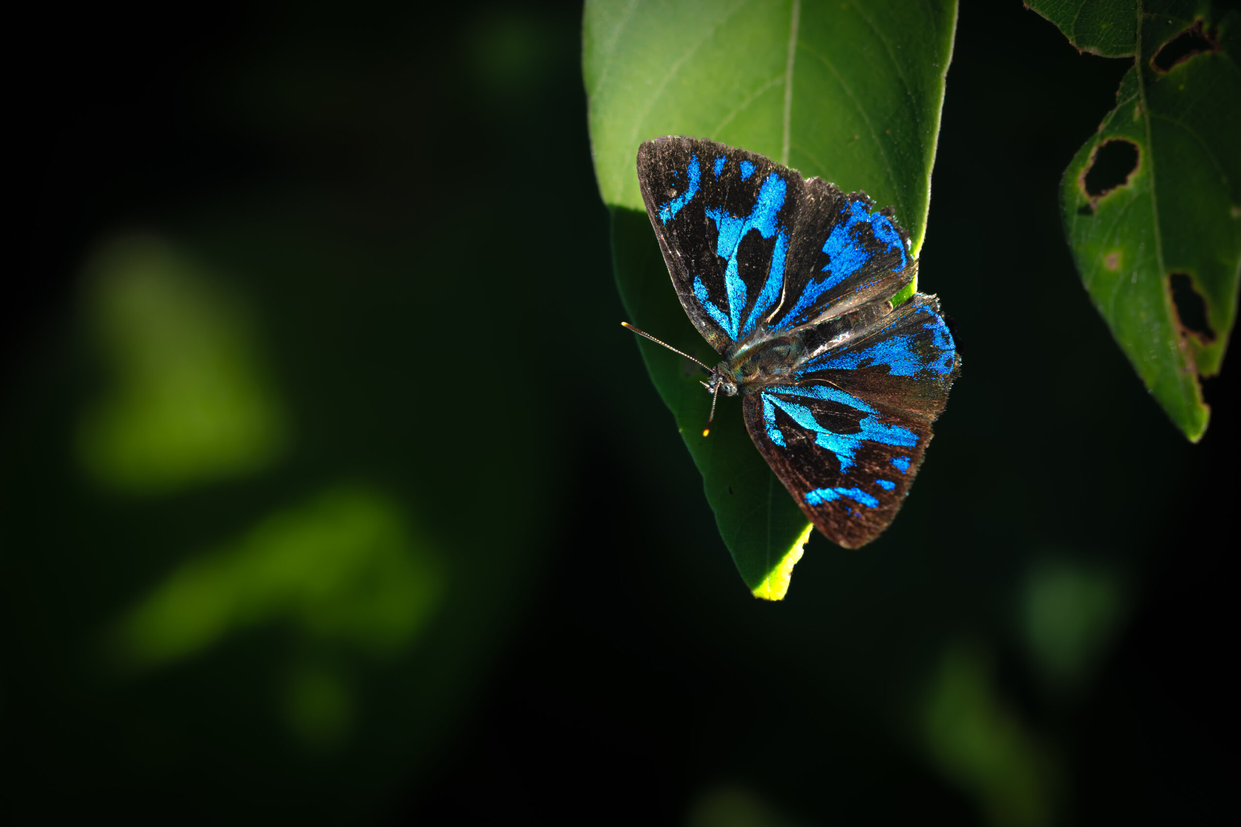 エリキノイデスキララシジミ-Poritia erycinoides