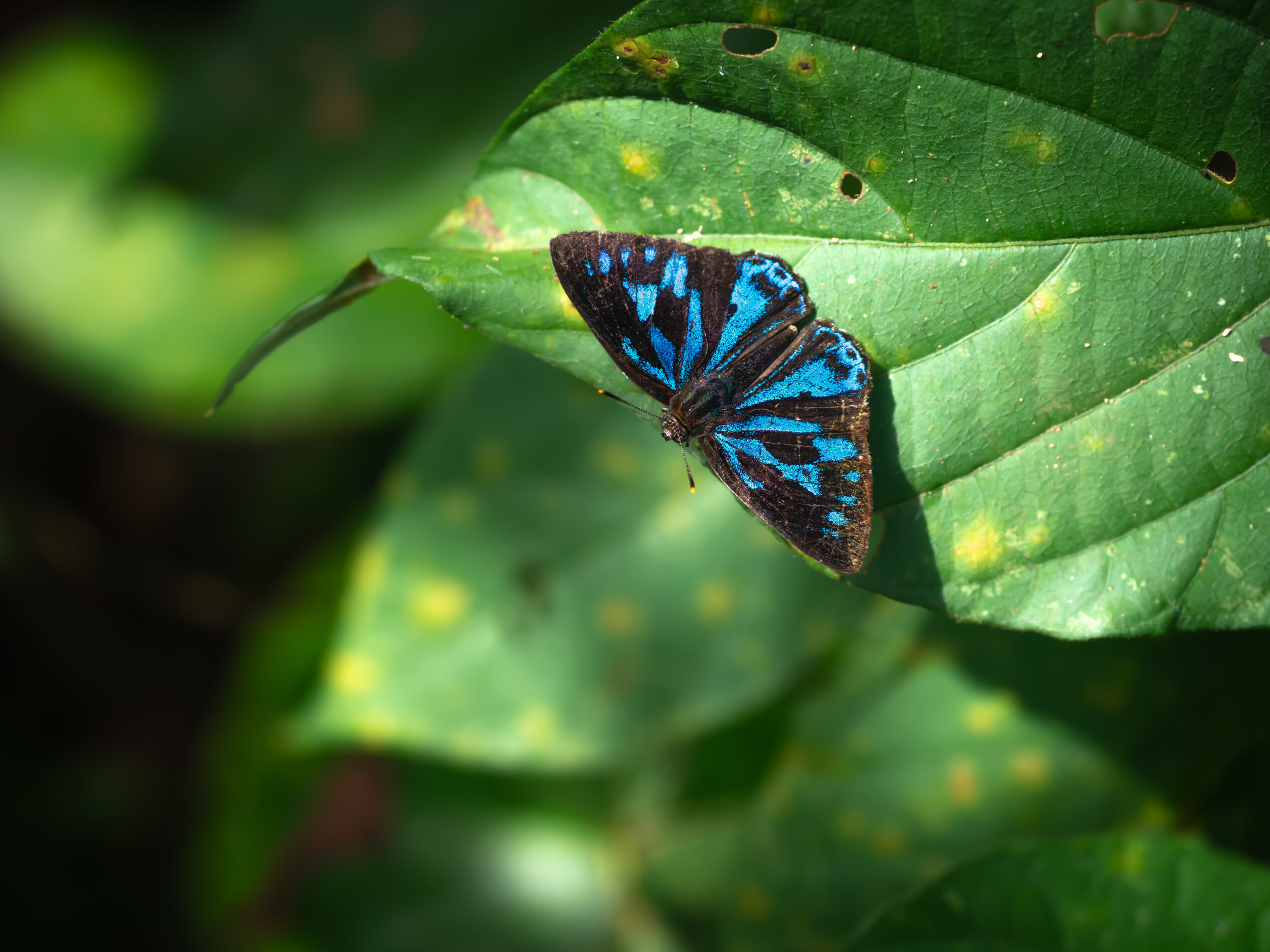 エリキノイデスキララシジミ-Poritia erycinoides