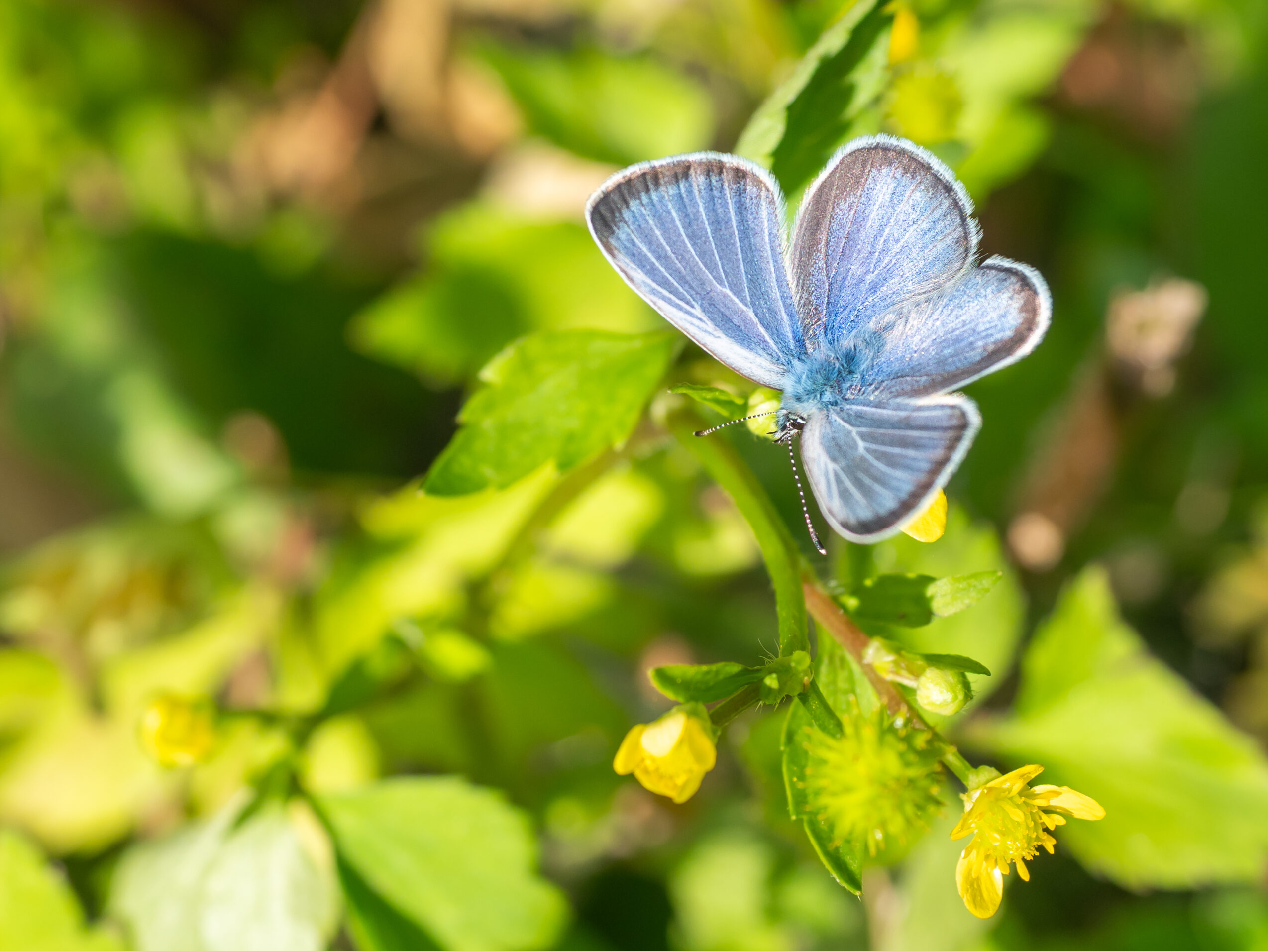 カバイロシジミ-glaucopsyche-lycormas