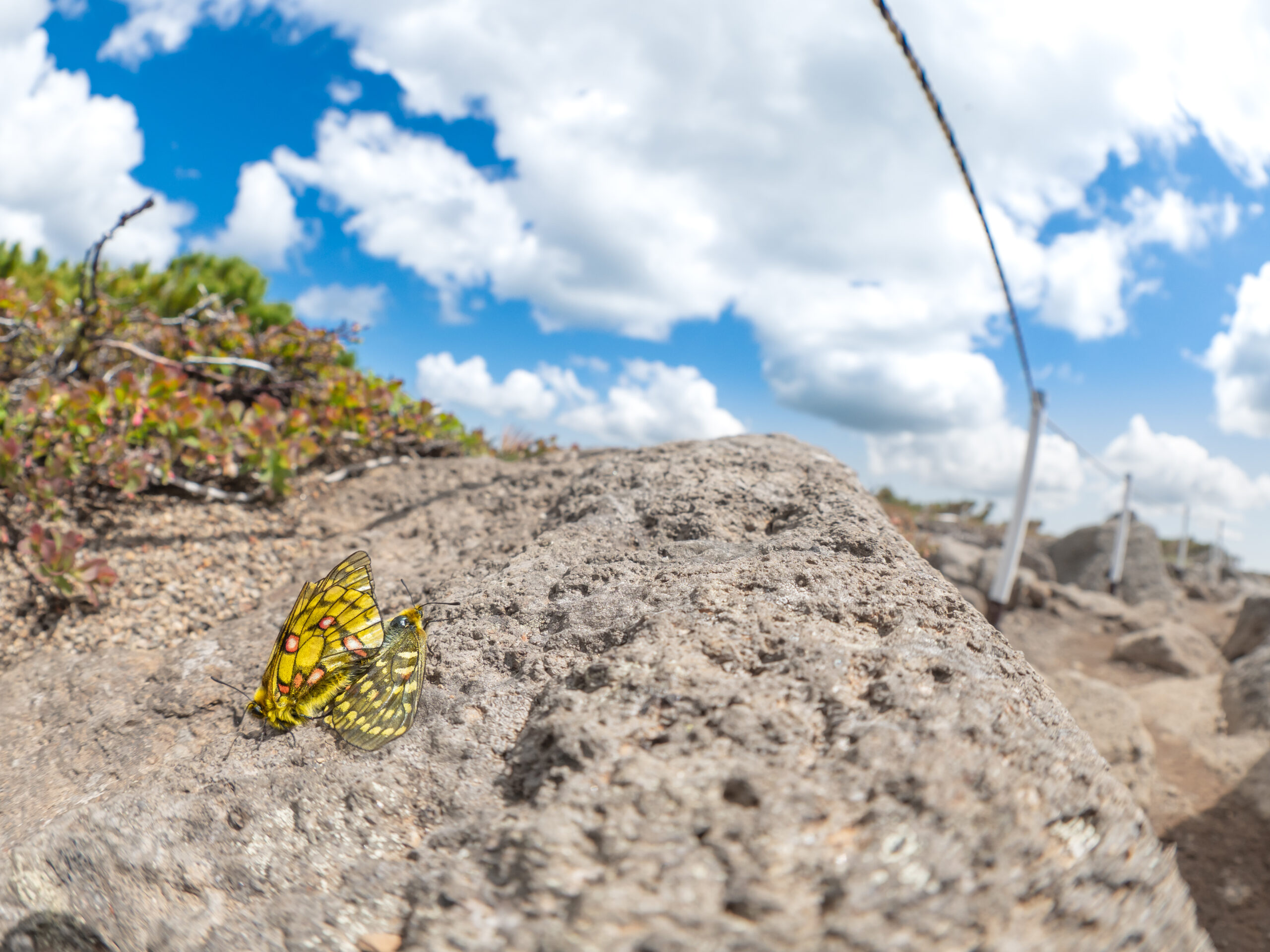 ウスバキチョウ-Parnassius eversmanni