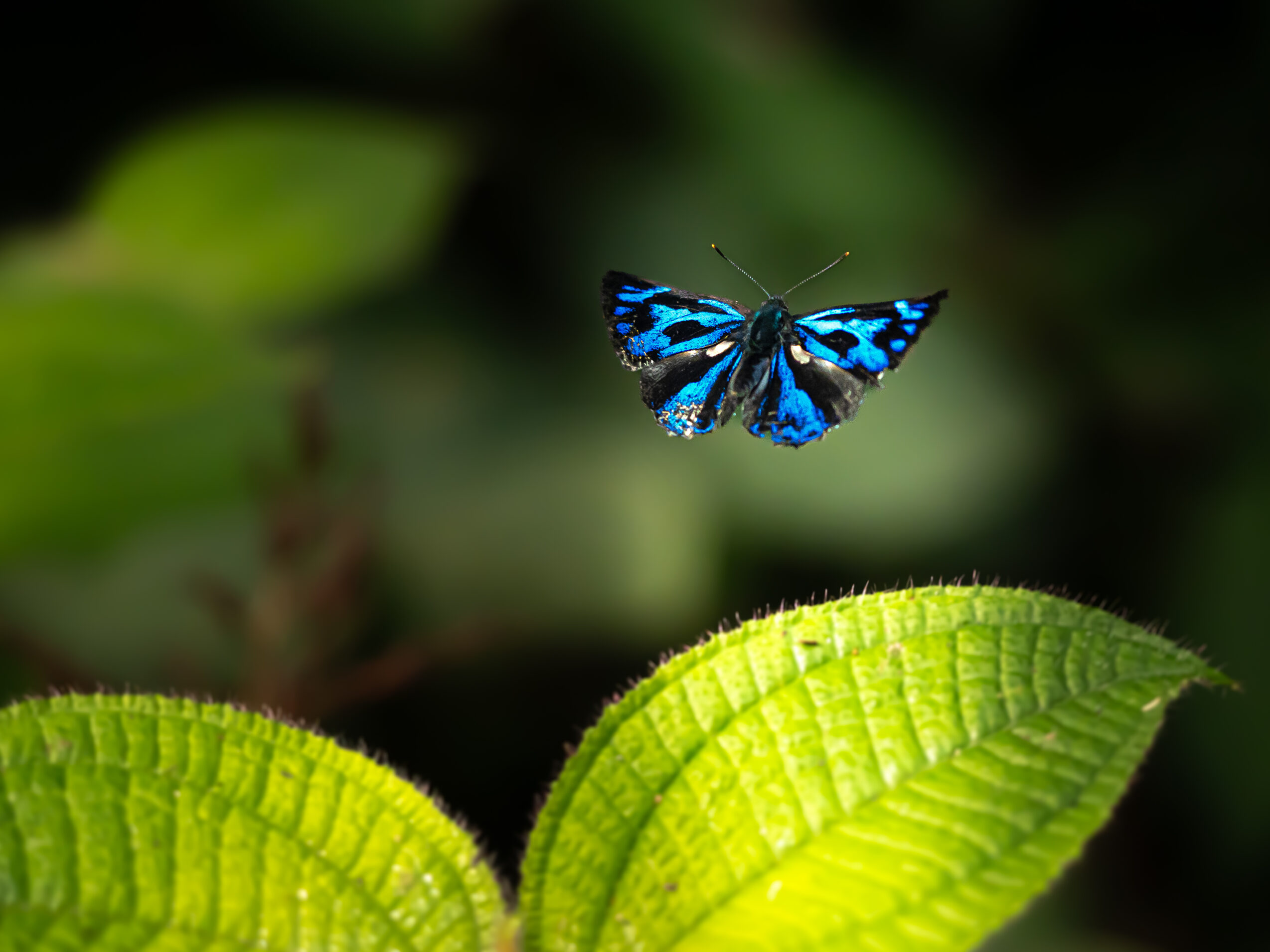 エリキノイデスキララシジミ-Poritia erycinoides