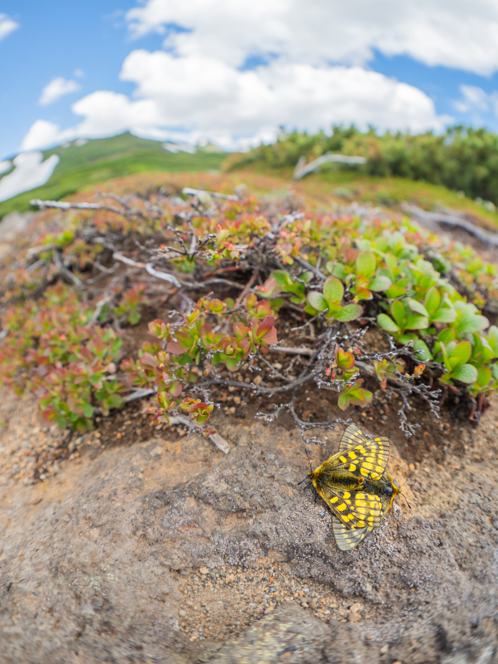 ウスバキチョウ-Parnassius eversmanni