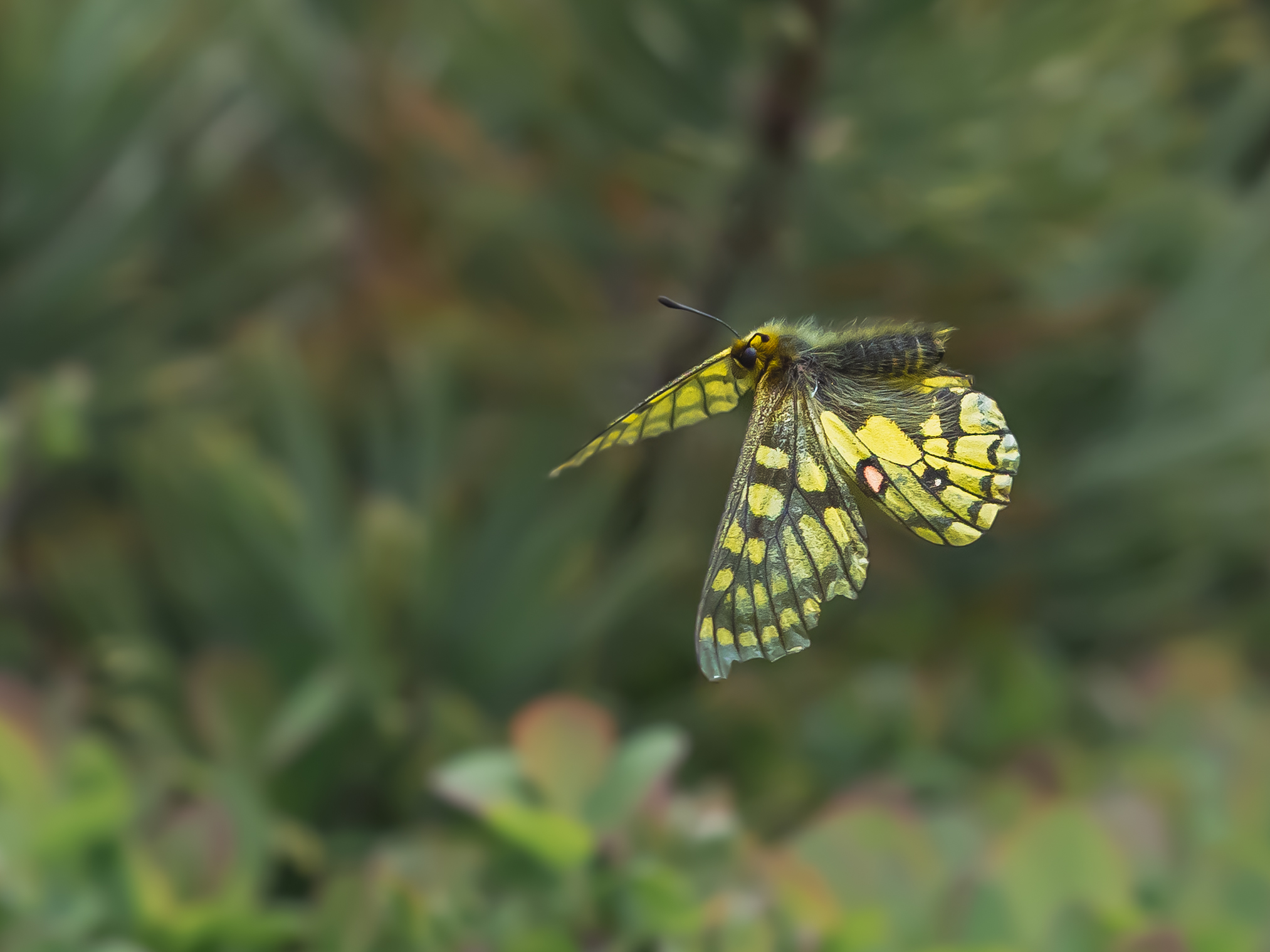 ウスバキチョウ-Parnassius eversmanni