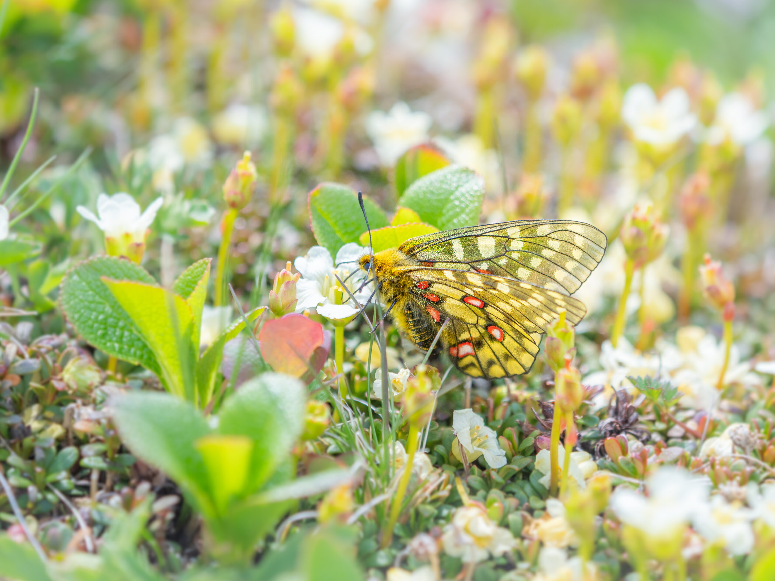 ウスバキチョウ-Parnassius eversmanni