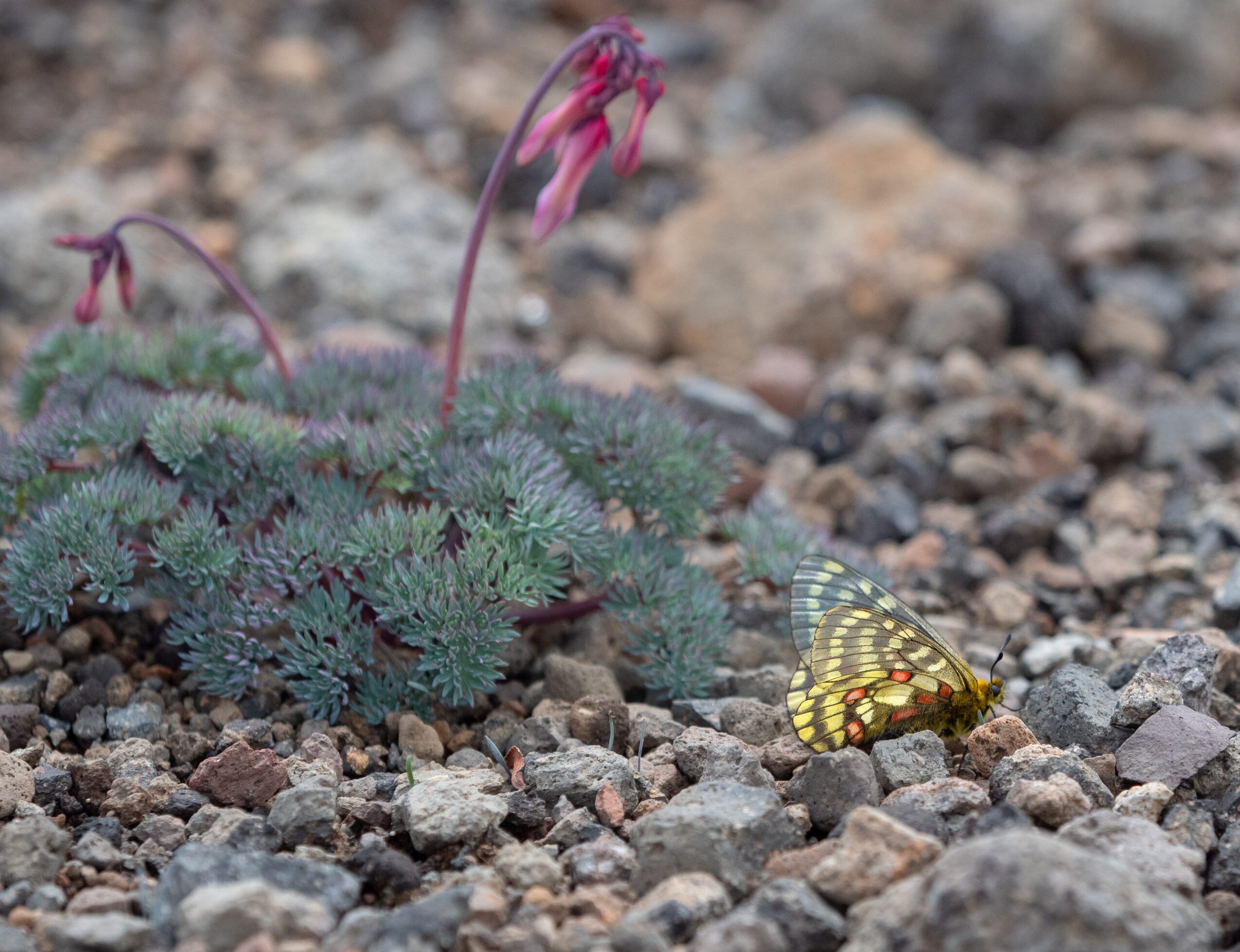 ウスバキチョウ-Parnassius eversmanni