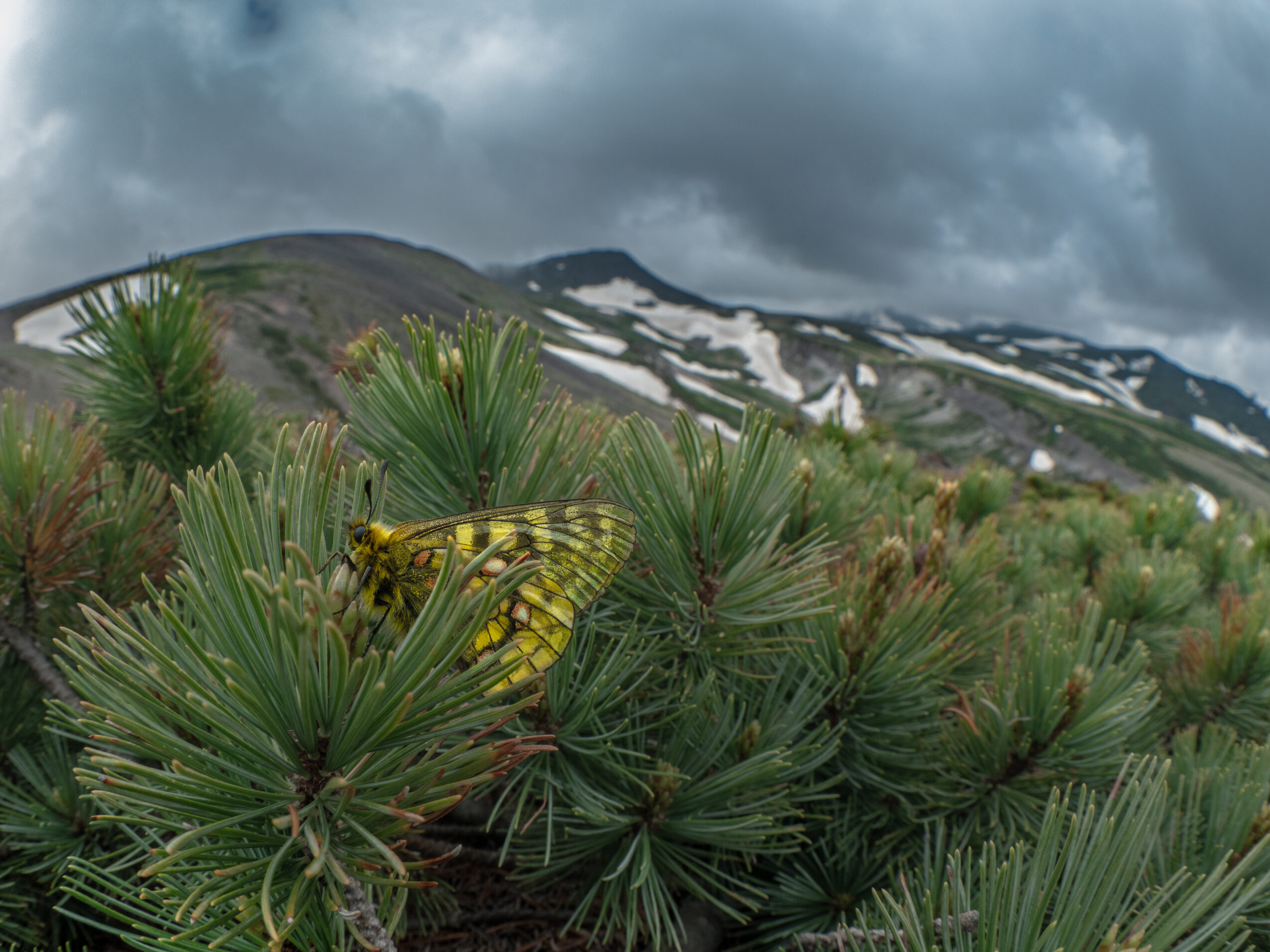 ウスバキチョウ-Parnassius eversmanni