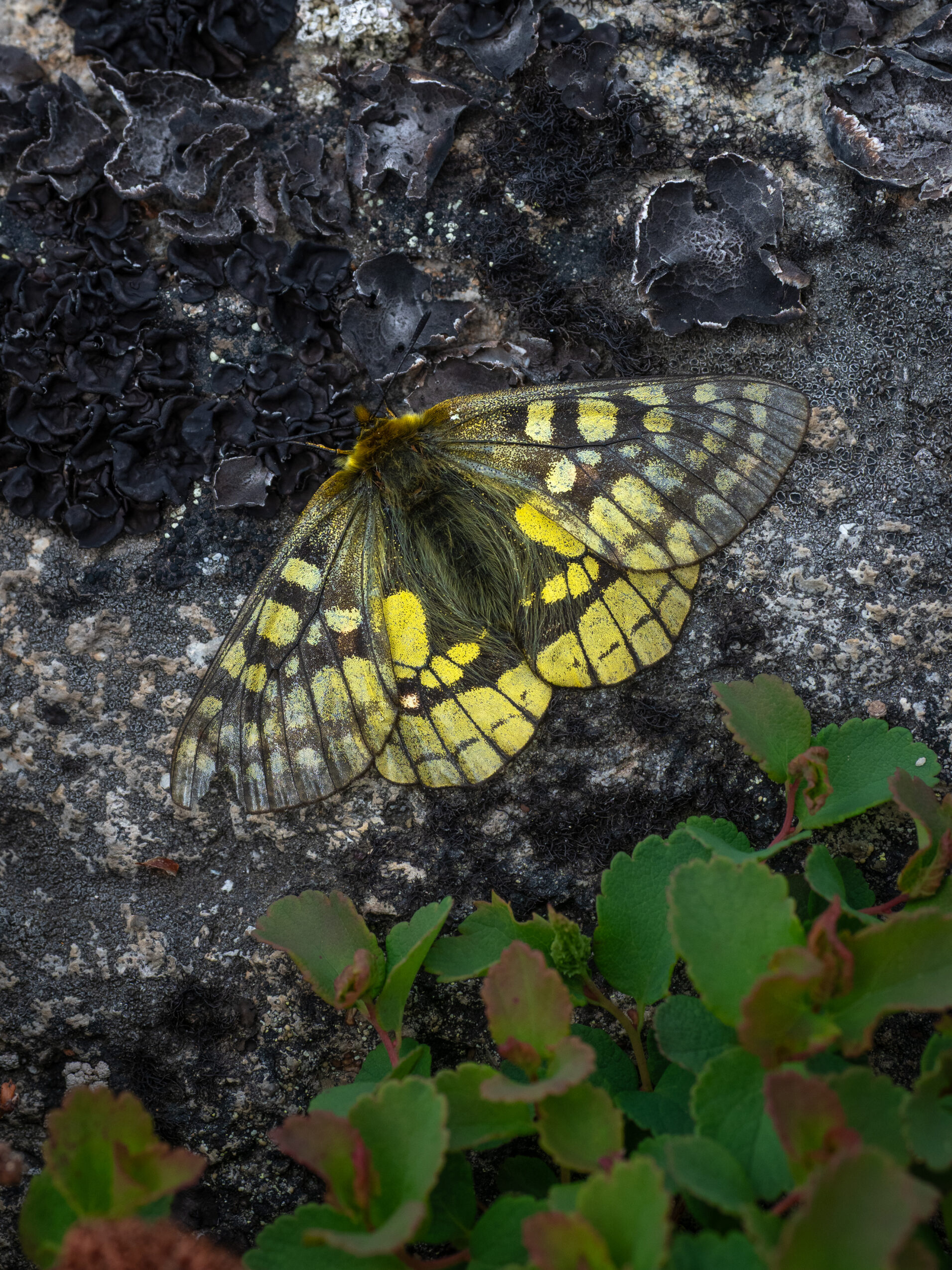 ウスバキチョウ-Parnassius eversmanni