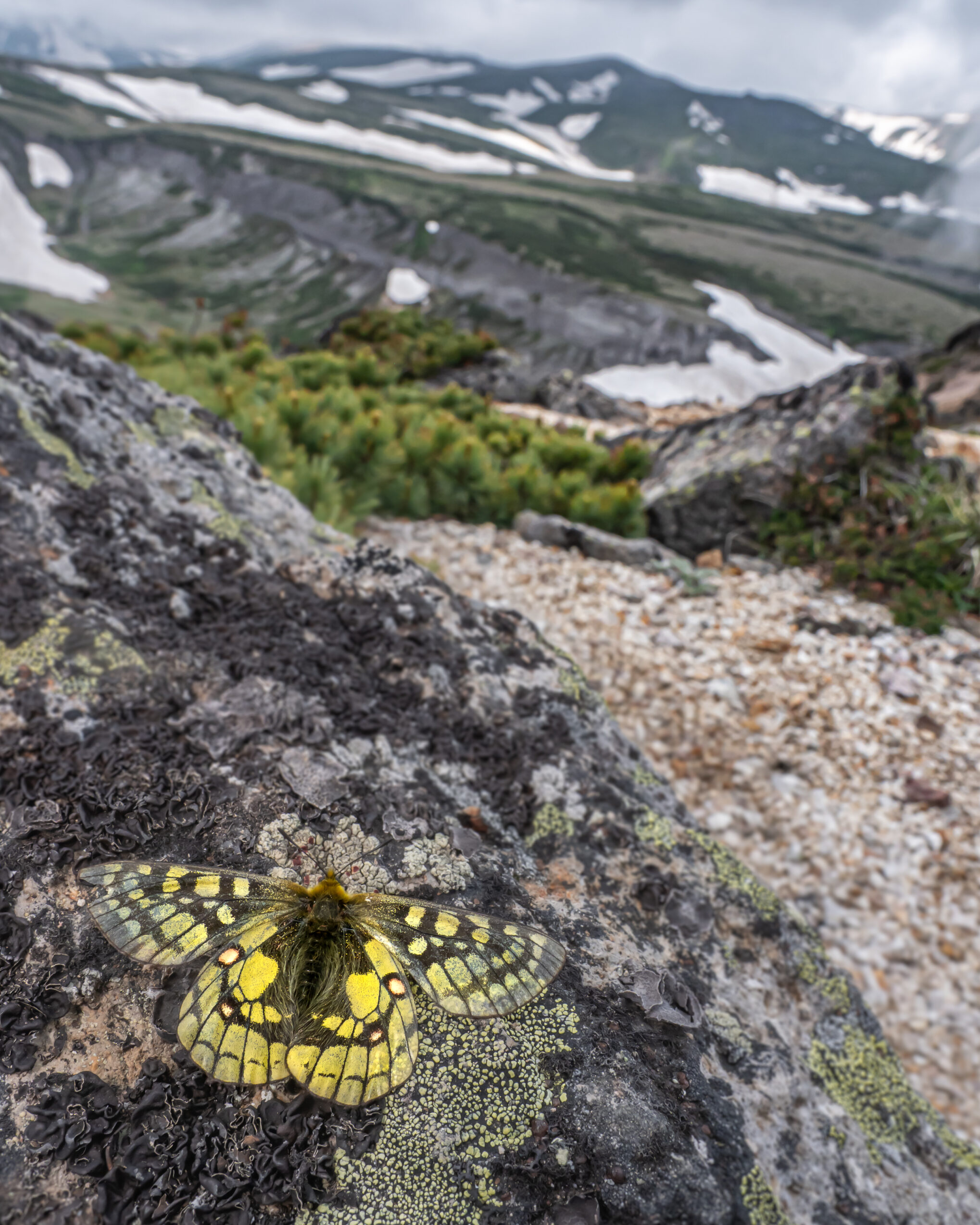 ウスバキチョウ-Parnassius eversmanni