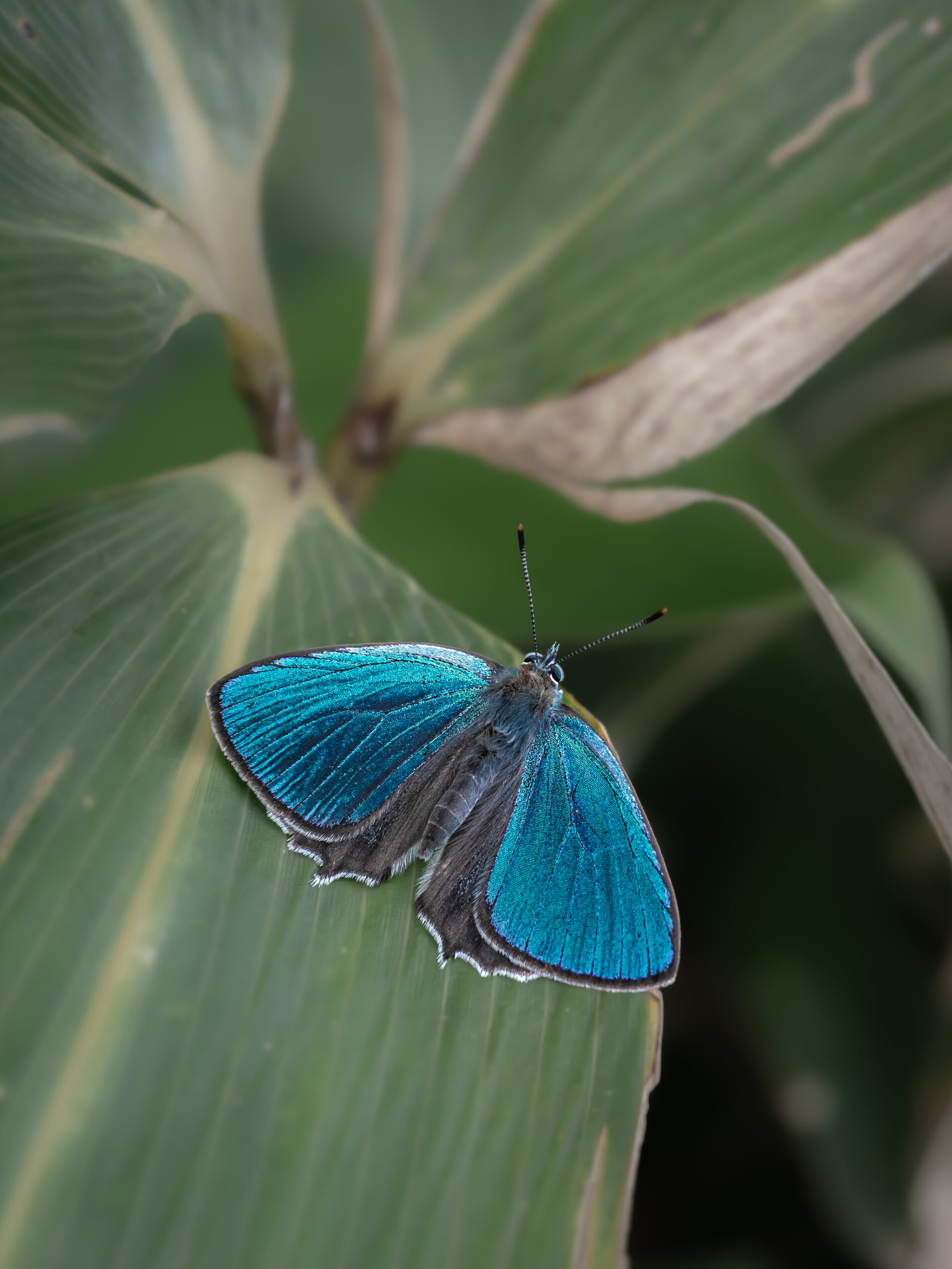 ウラジロミドリシジミ-Favonius saphirinus