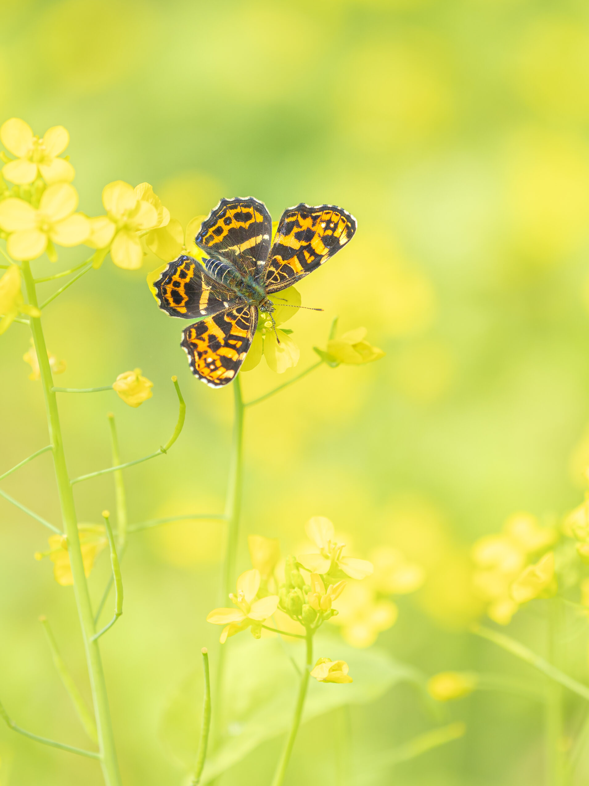 サカハチチョウ-Araschnia burejana