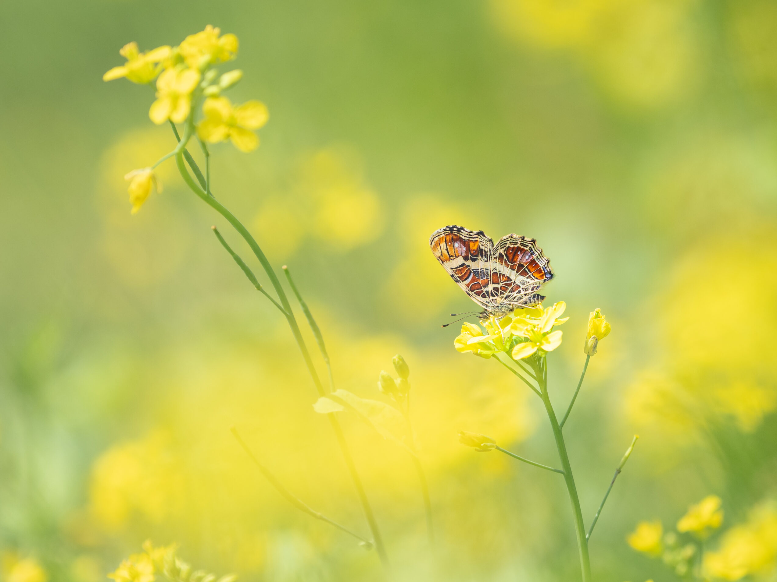サカハチチョウ-Araschnia burejana