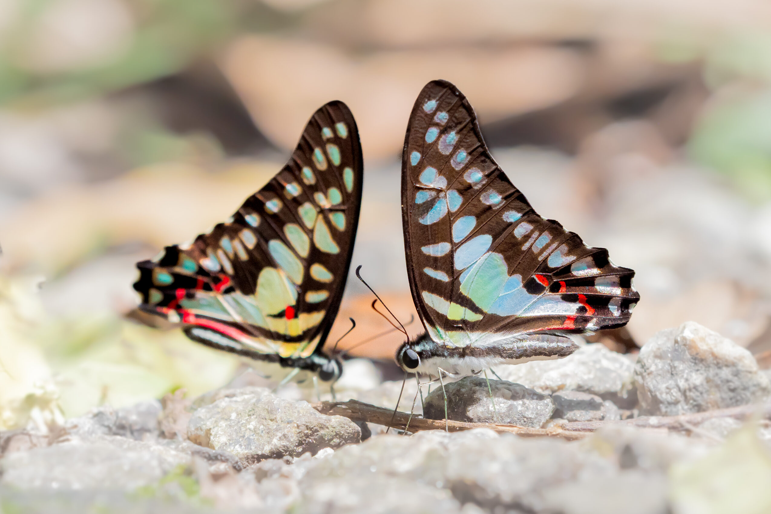 エベモンタイマイ-Graphium evemon