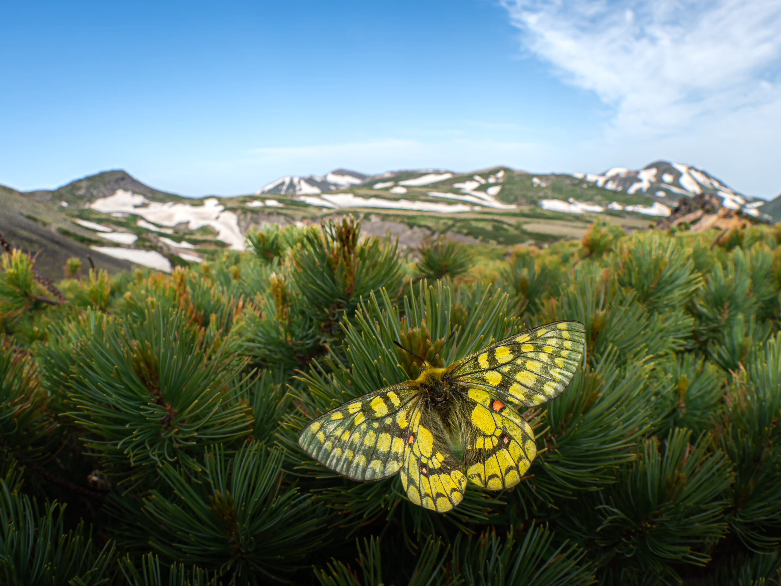 ウスバキチョウ-Parnassius eversmanni