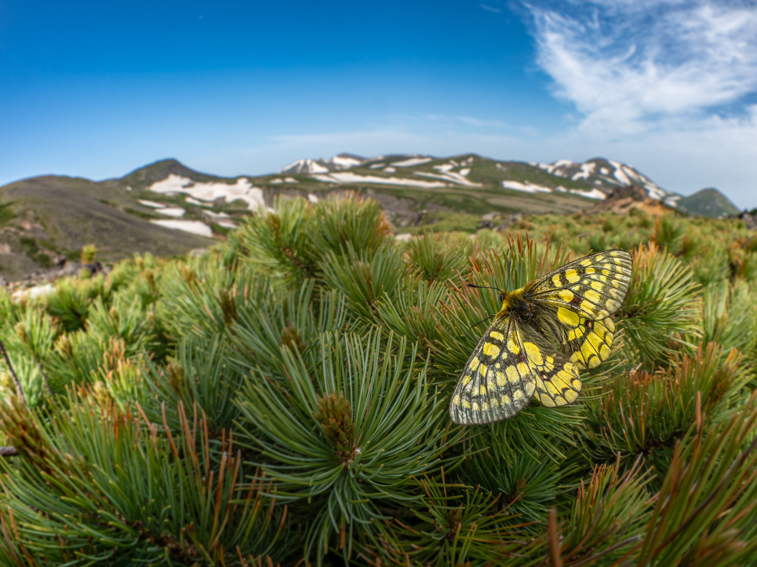 ウスバキチョウ-Parnassius eversmanni