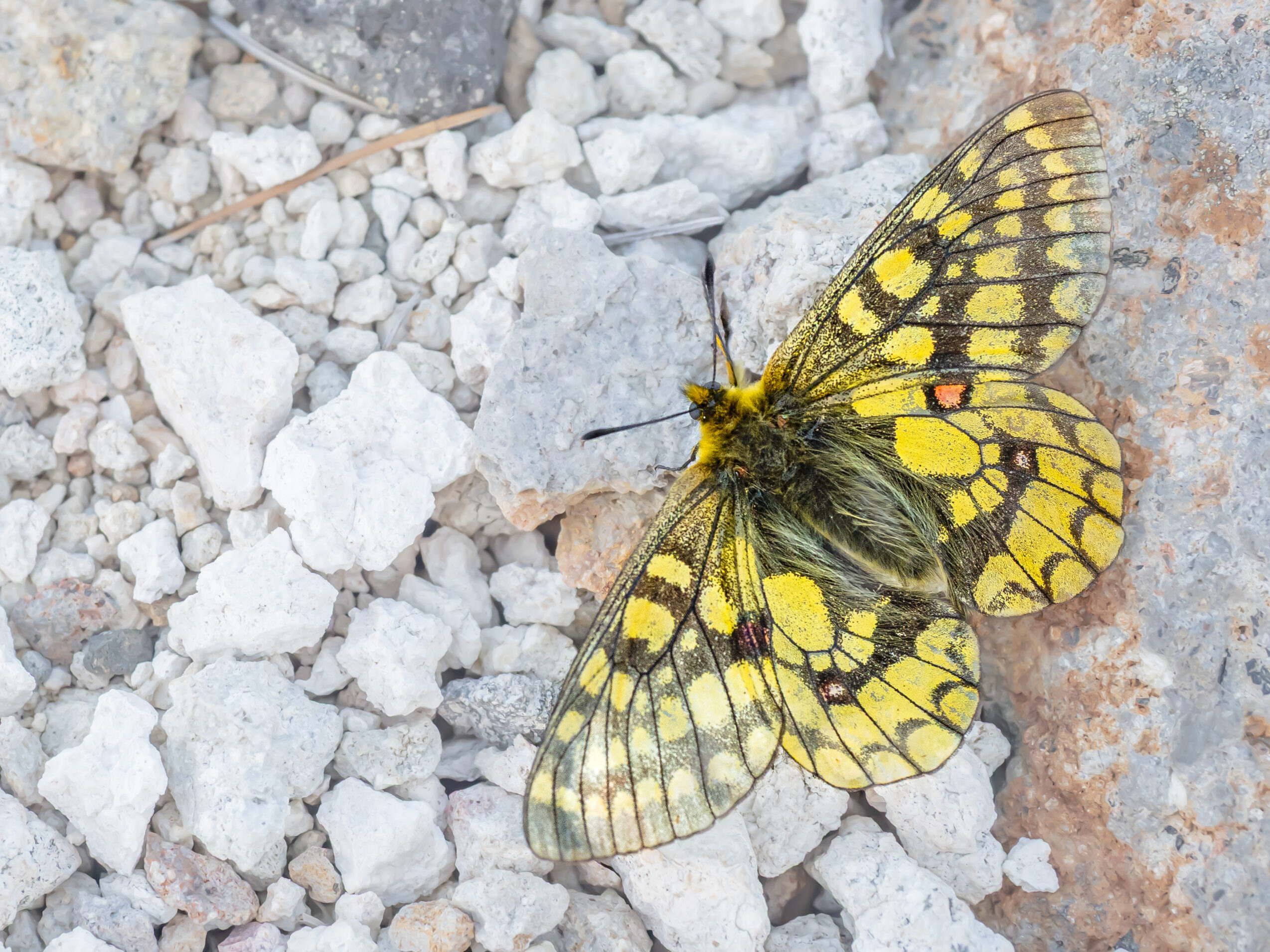 ウスバキチョウ-Parnassius eversmanni