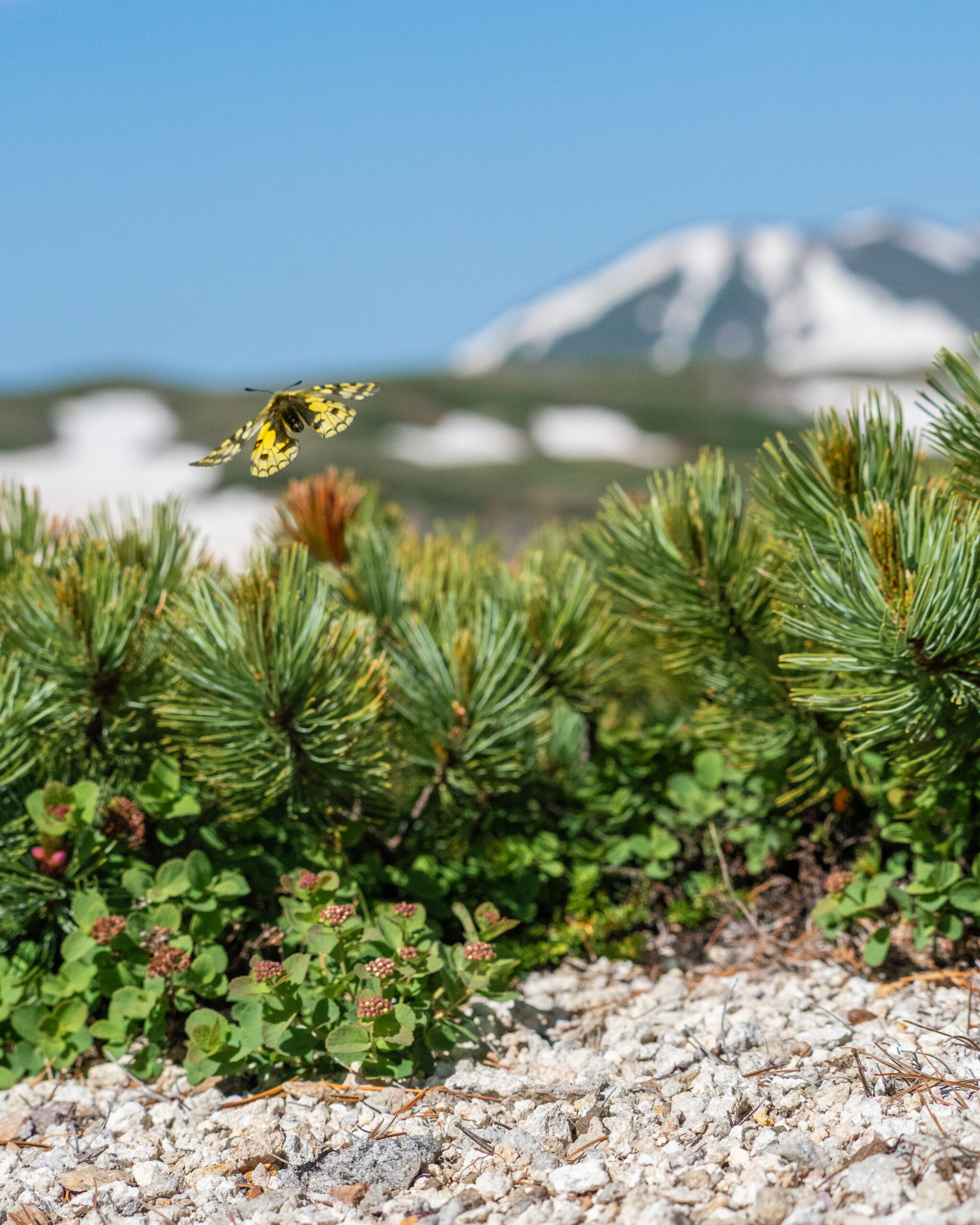 ウスバキチョウ-Parnassius eversmanni
