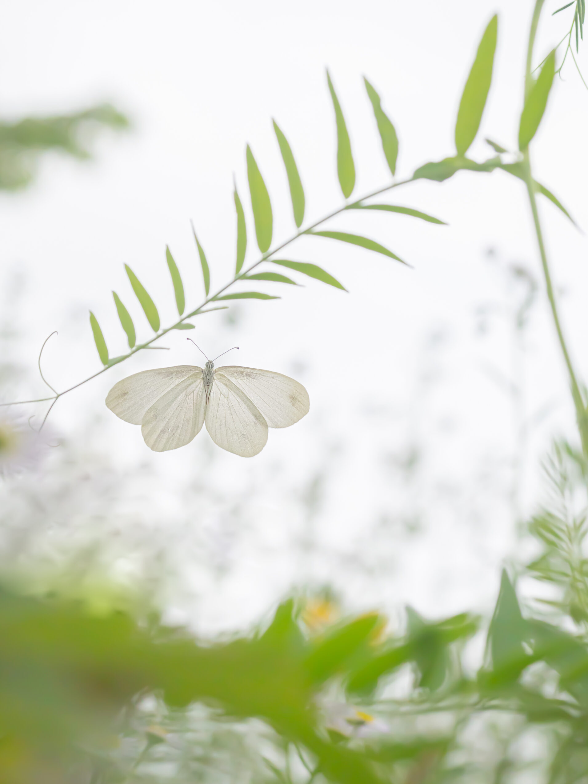 エゾヒメシロチョウ-Leptidea amurensis