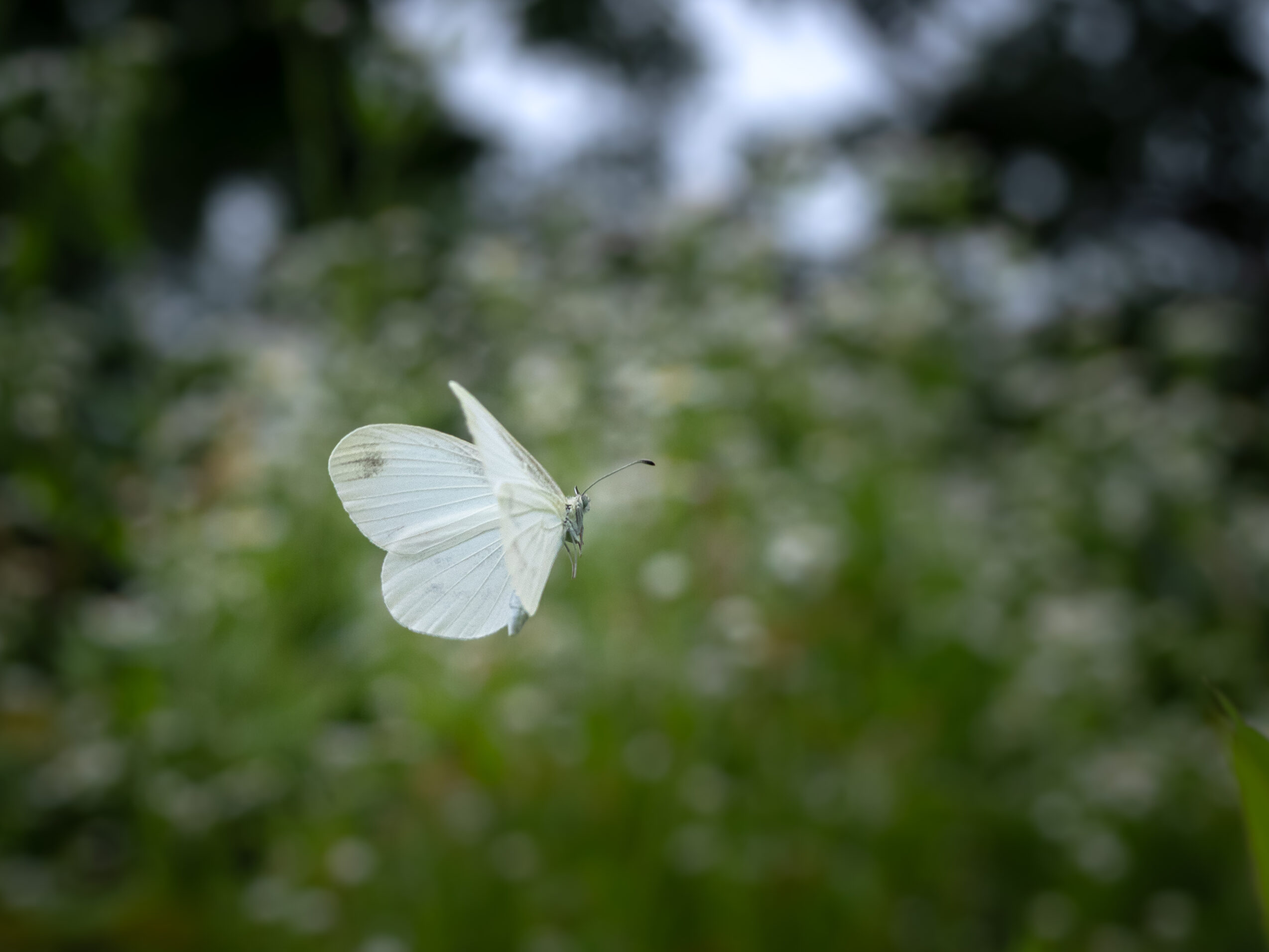 エゾヒメシロチョウ-Leptidea amurensis