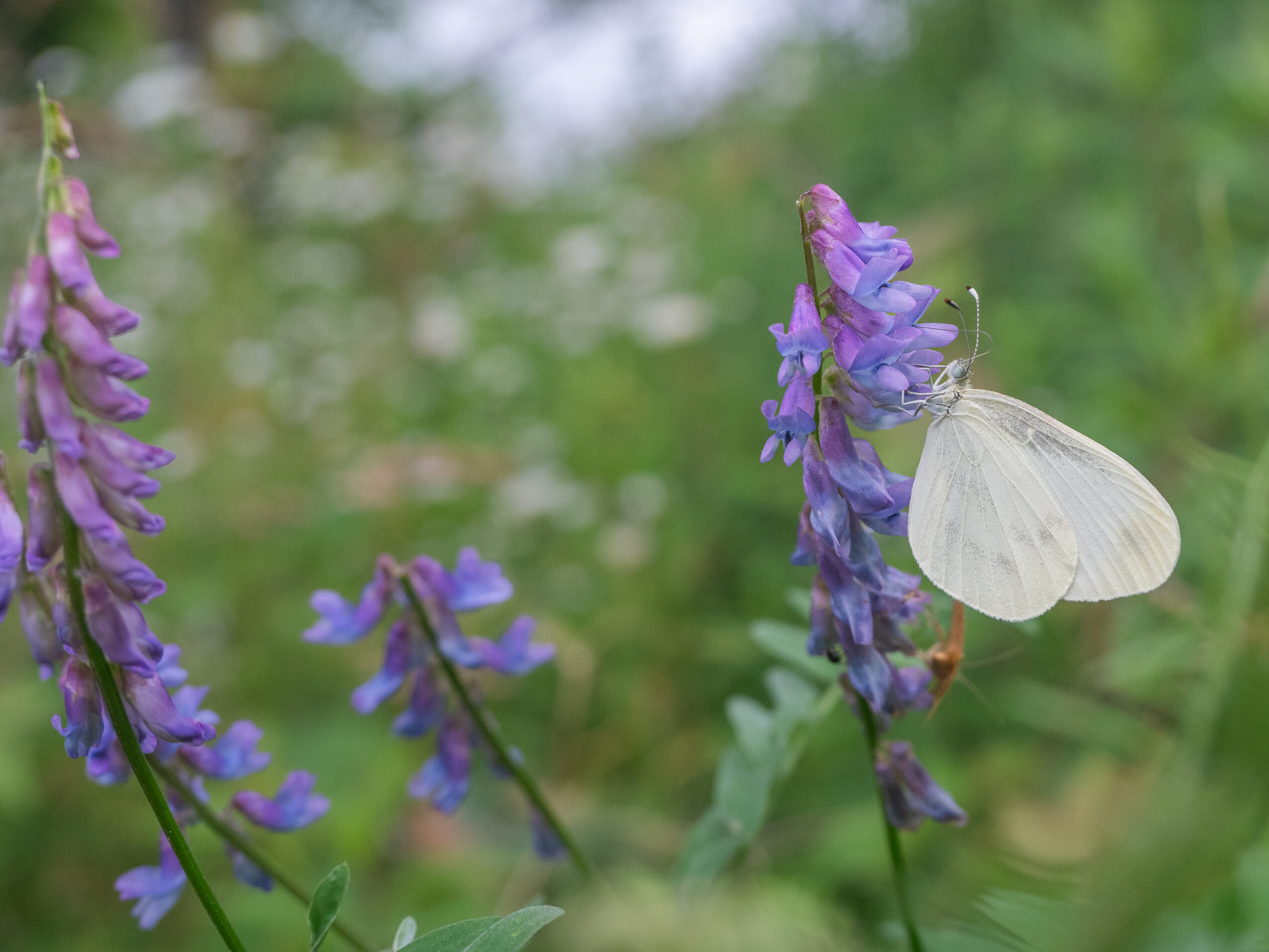 エゾヒメシロチョウ-Leptidea amurensis