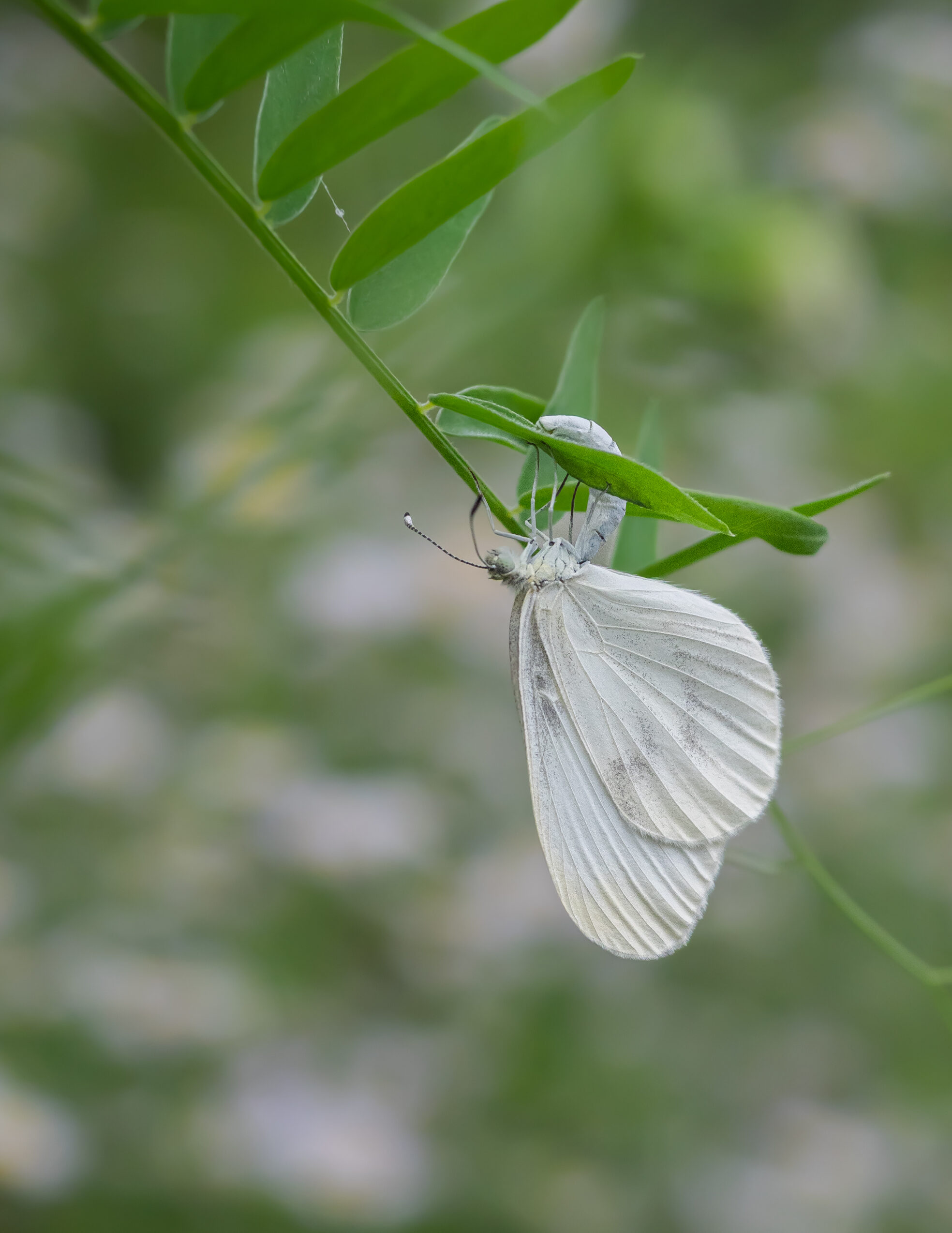 エゾヒメシロチョウ-Leptidea amurensis