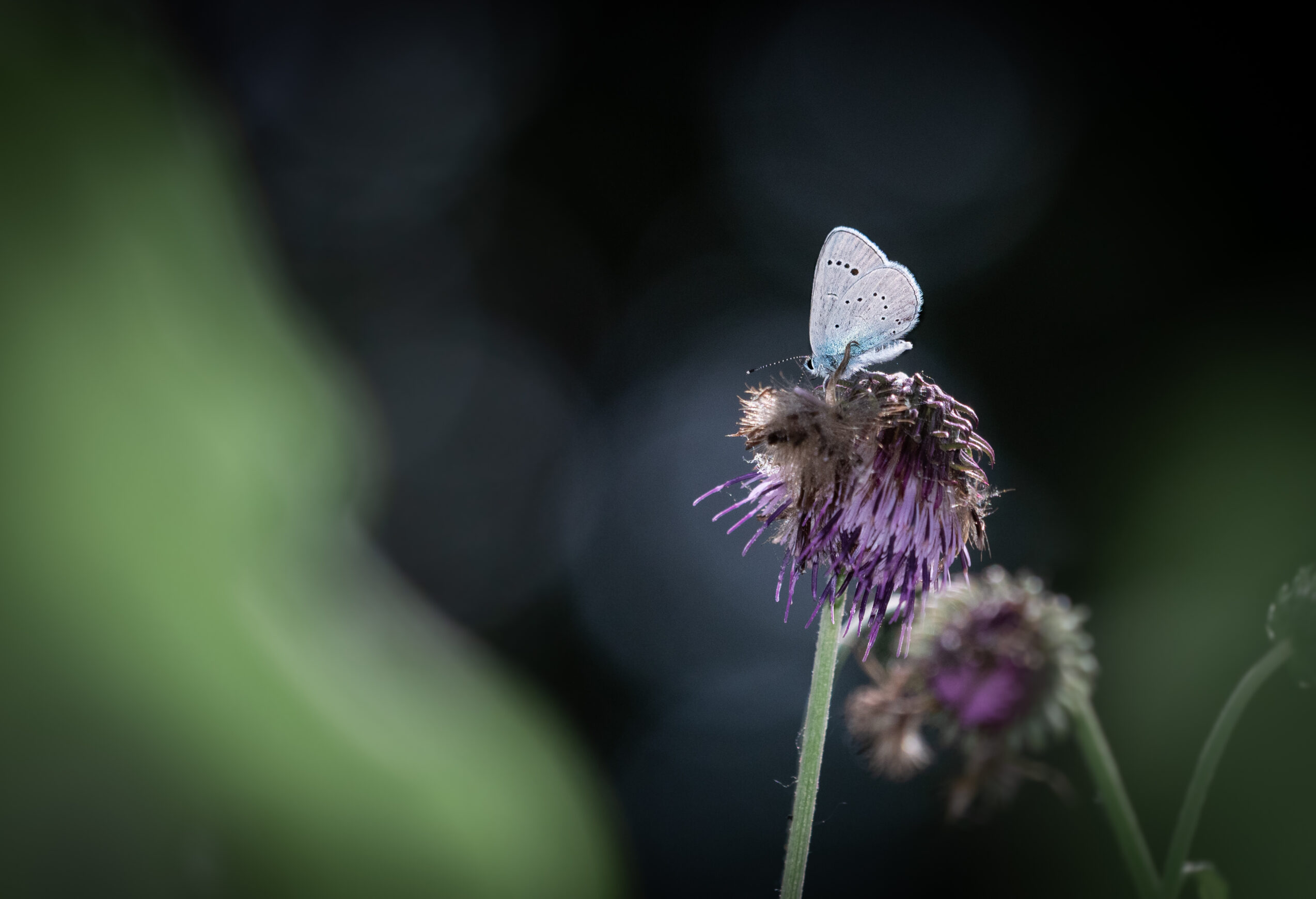 カバイロシジミ-glaucopsyche-lycormas