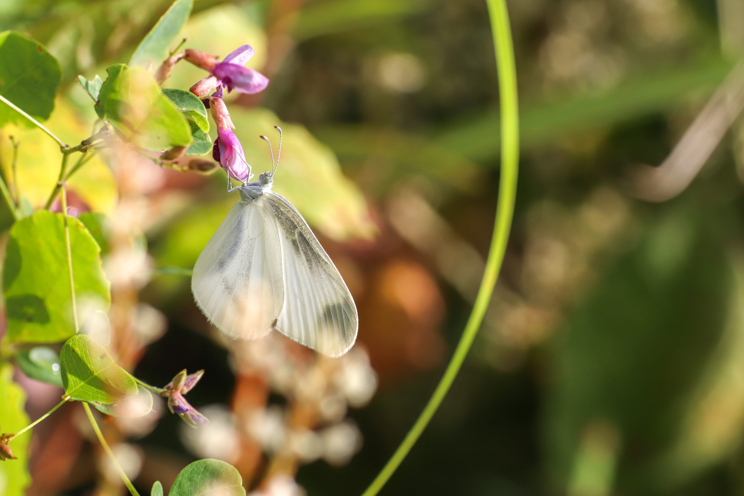 ヒメシロチョウ-Leptidea amurensis