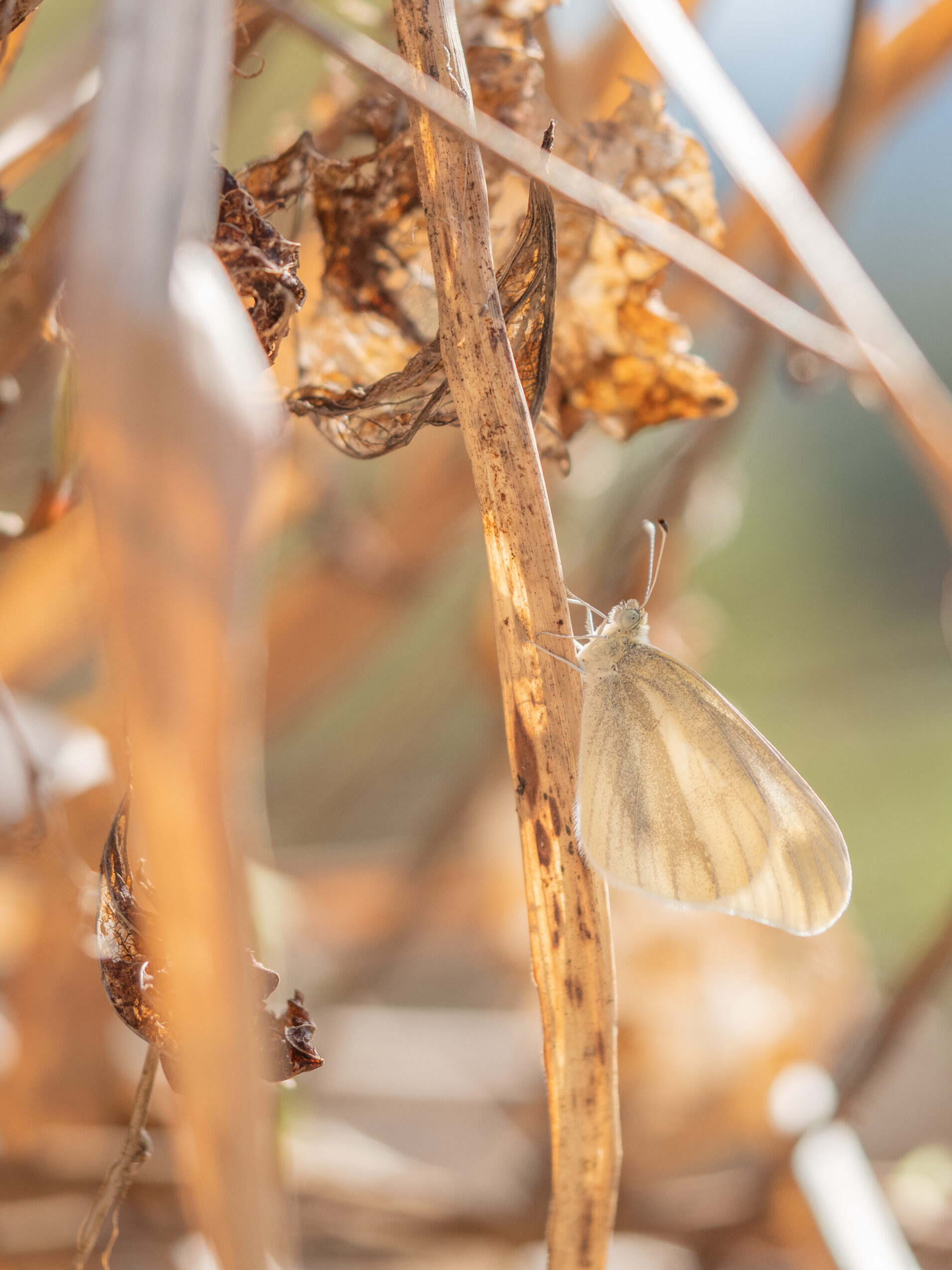 ヒメシロチョウ-Leptidea amurensis