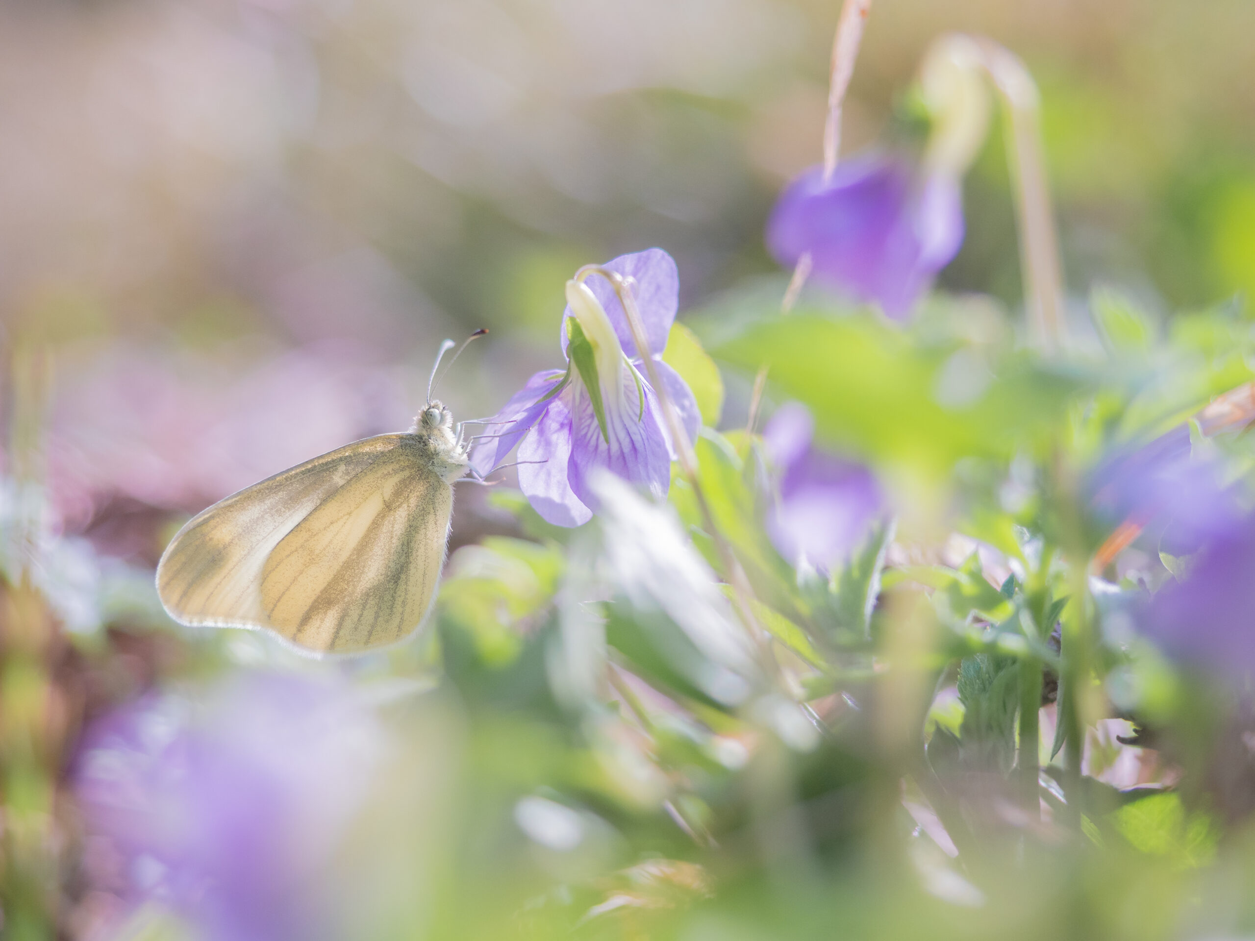 ヒメシロチョウ-Leptidea amurensis