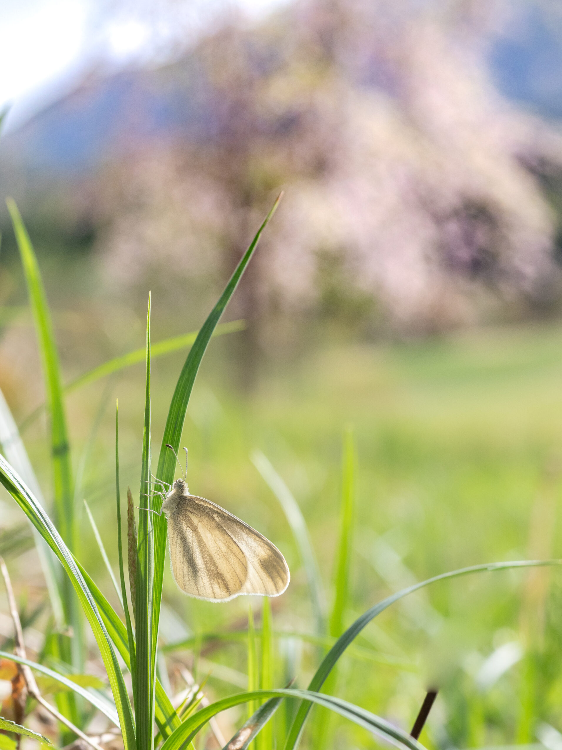 ヒメシロチョウ-Leptidea amurensis