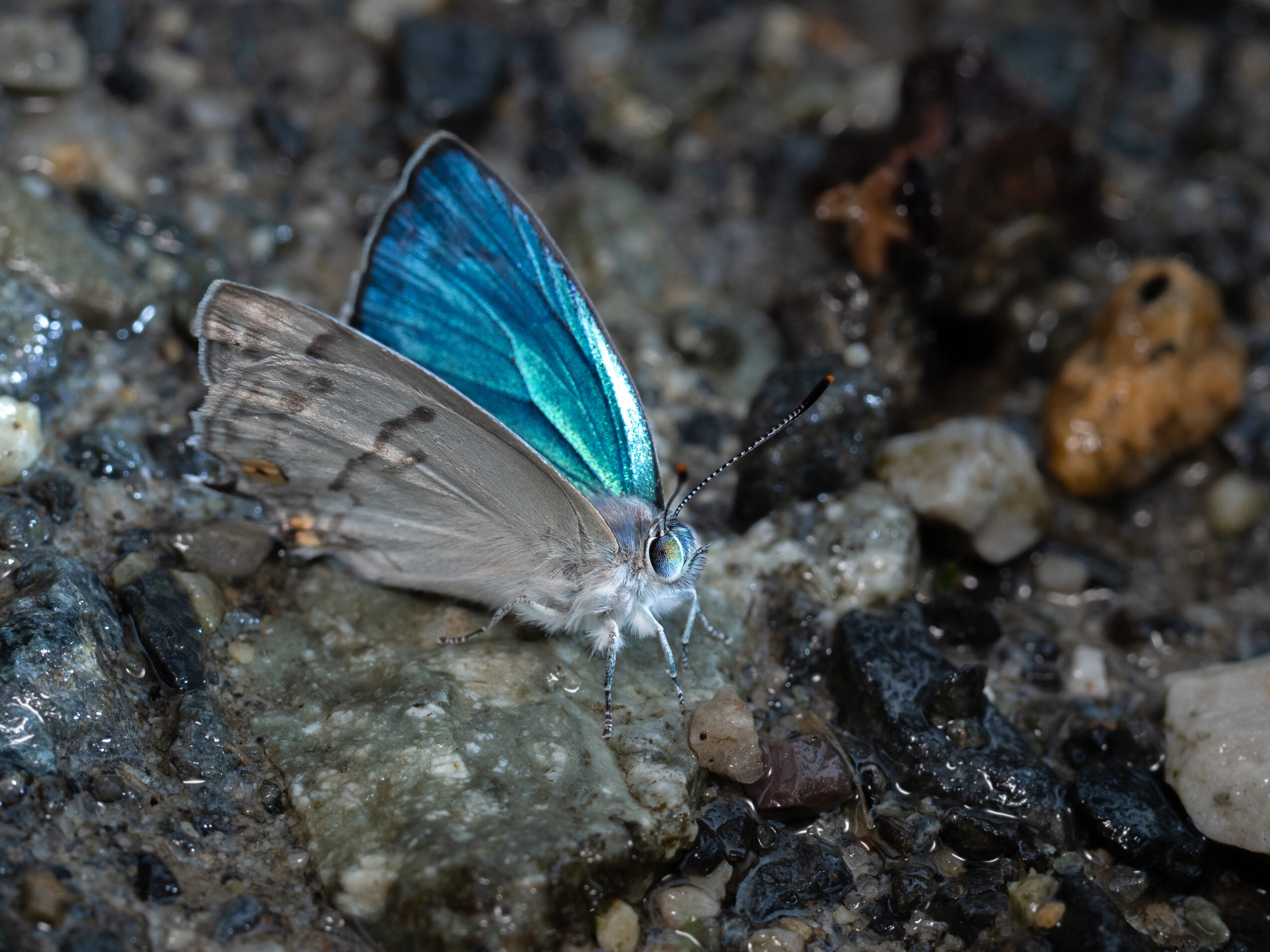 ウラジロミドリシジミ-Favonius saphirinus