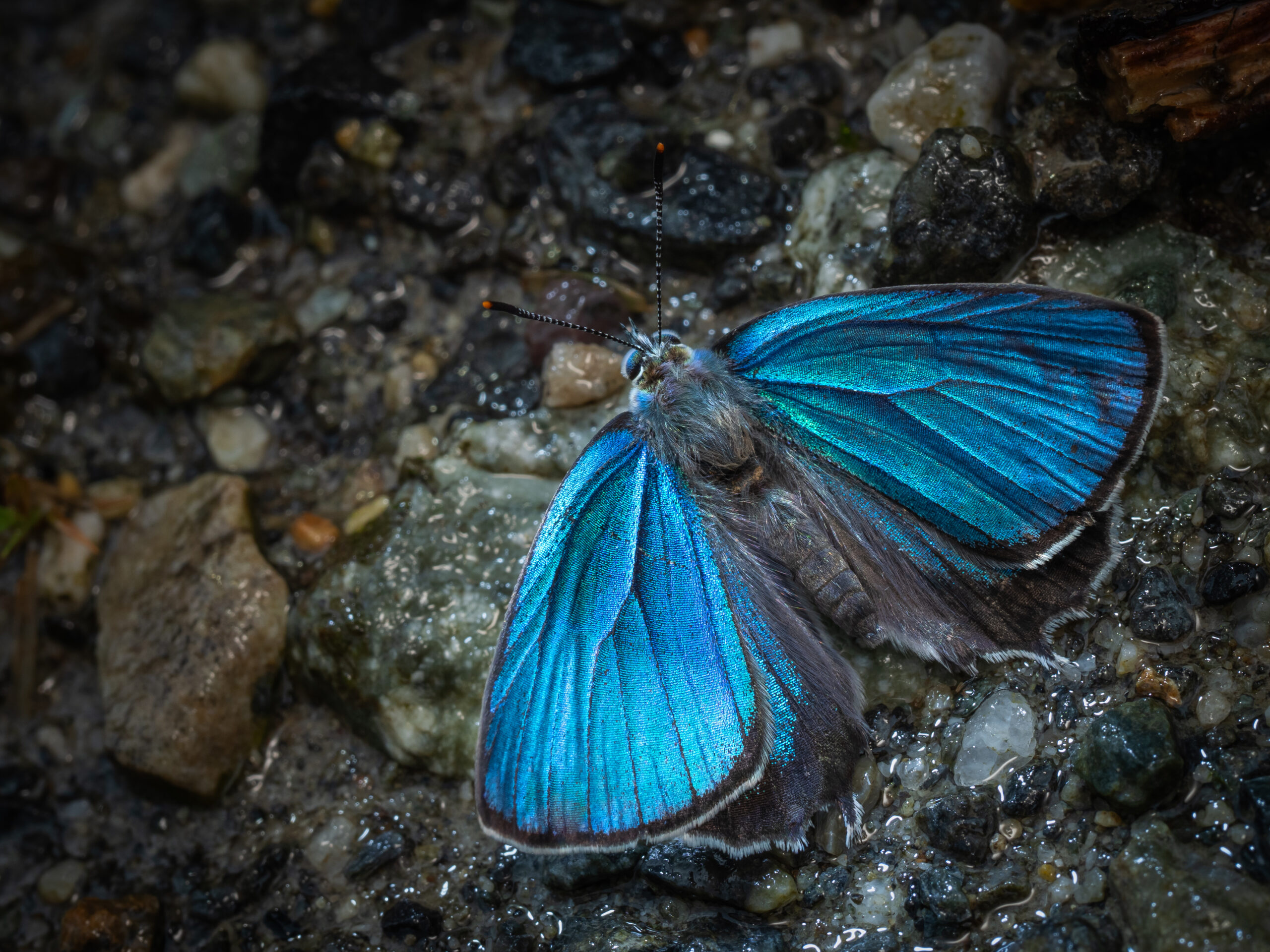 ウラジロミドリシジミ-Favonius saphirinus