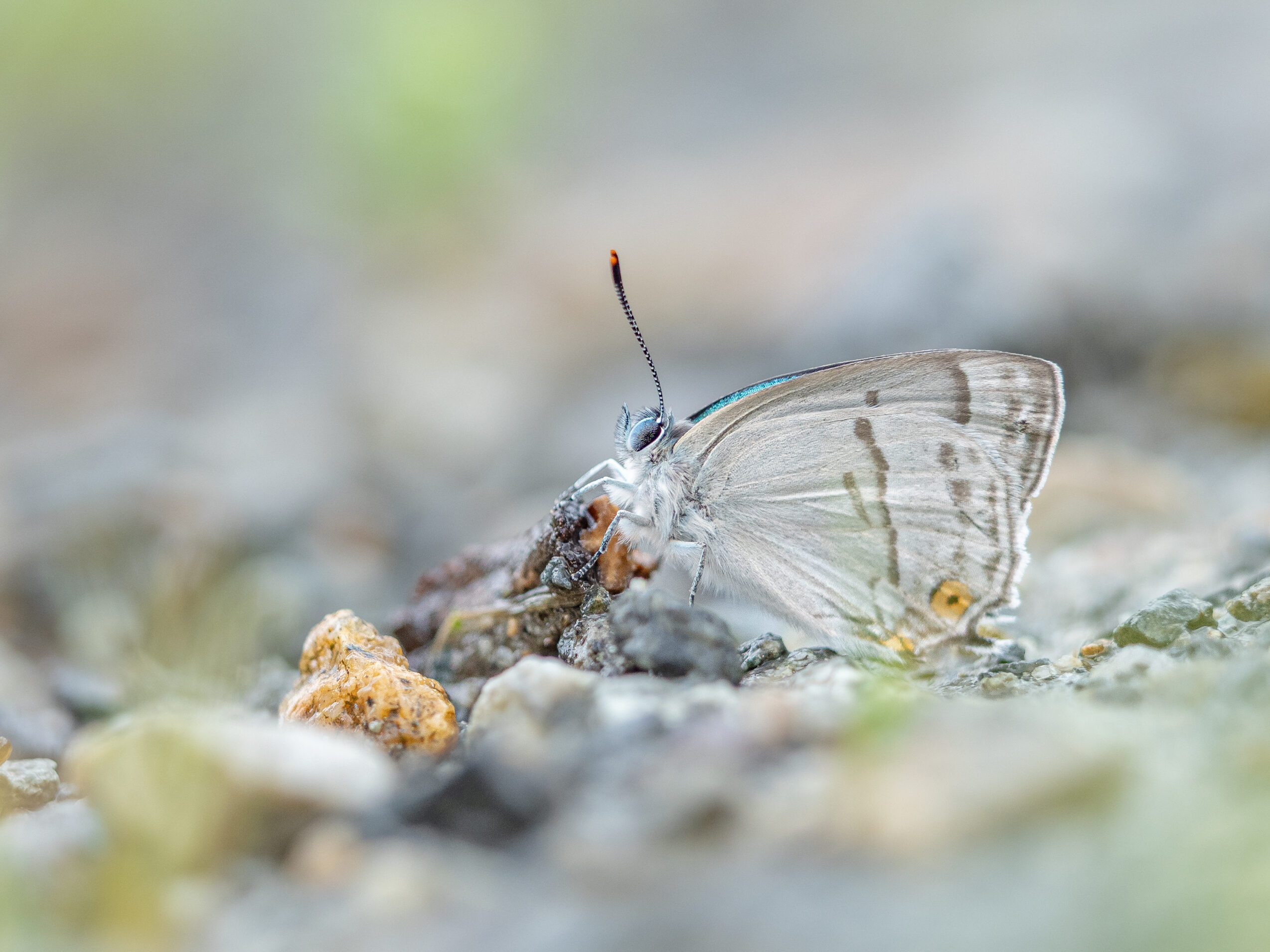 ウラジロミドリシジミ-Favonius saphirinus