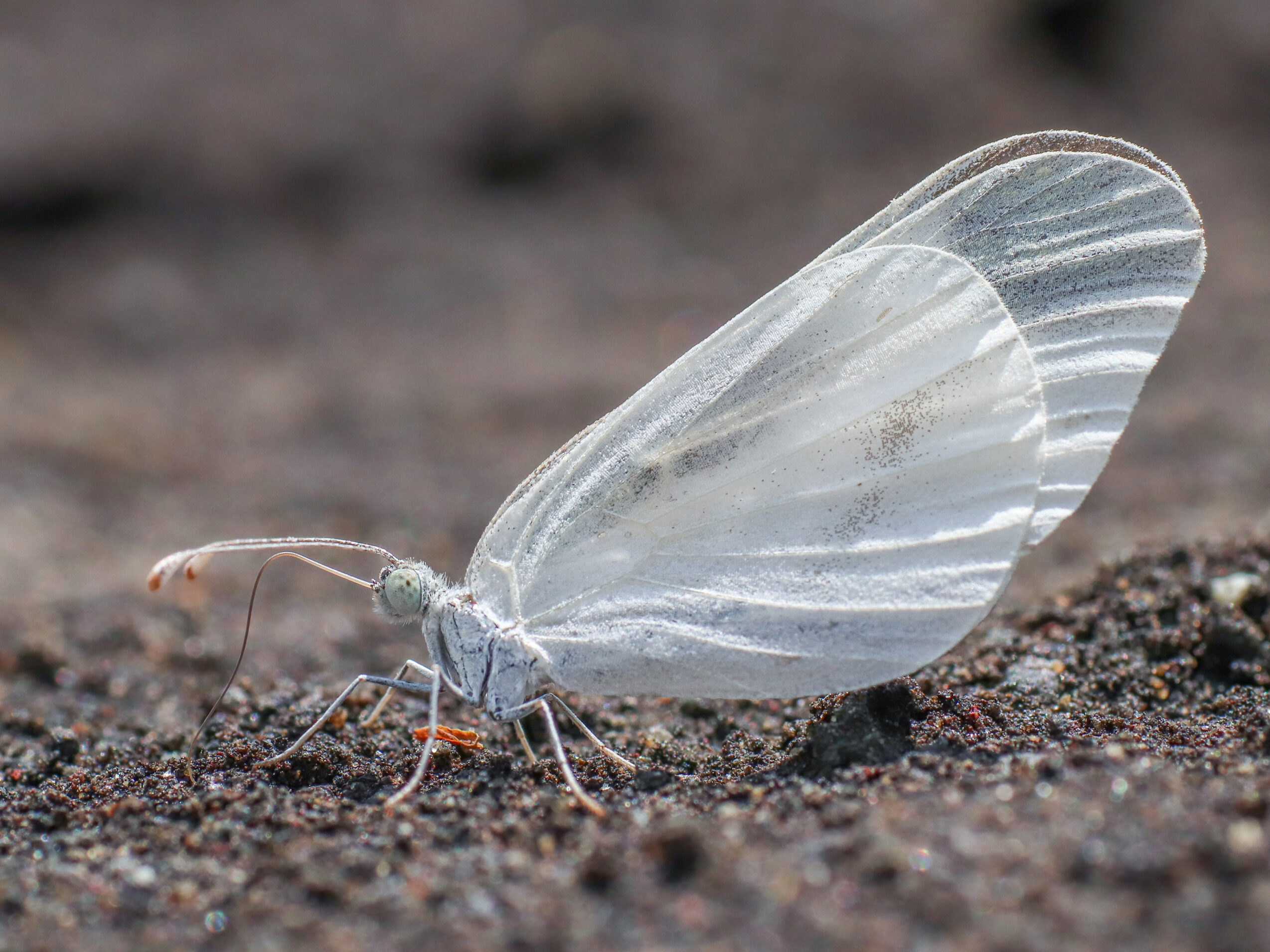 ヒメシロチョウ-Leptidea amurensis